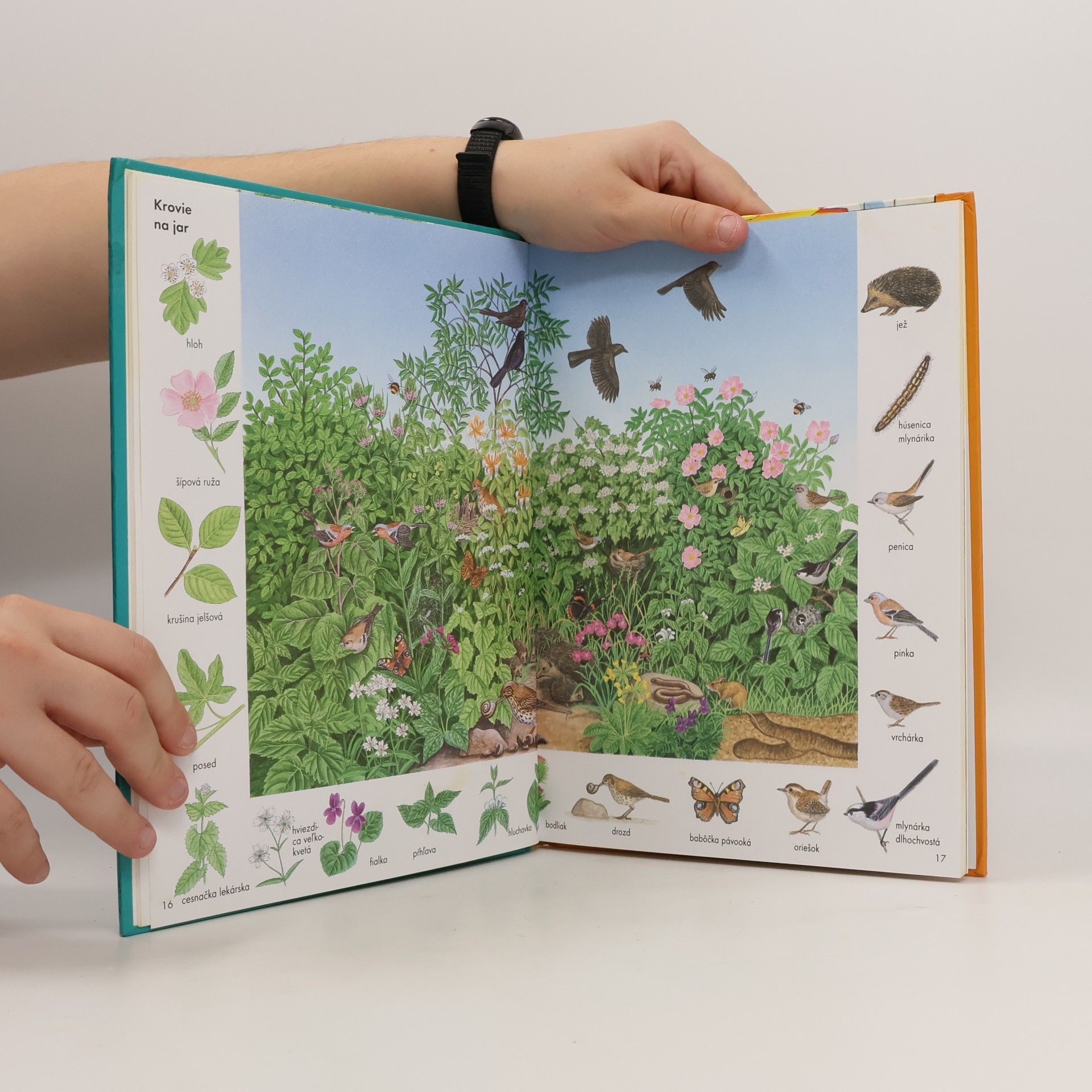 Various authors Obrázkový slovník pre deti, ktoré chcú vedieť viac
