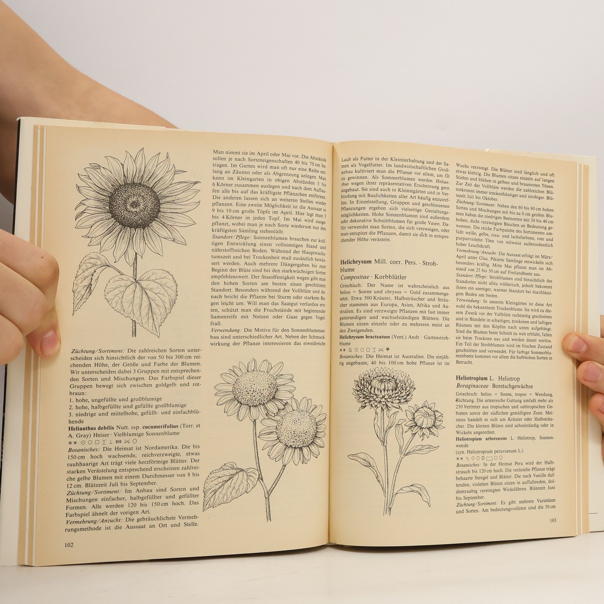 Arno Hielscher Sommerblumen in Wort und Bild