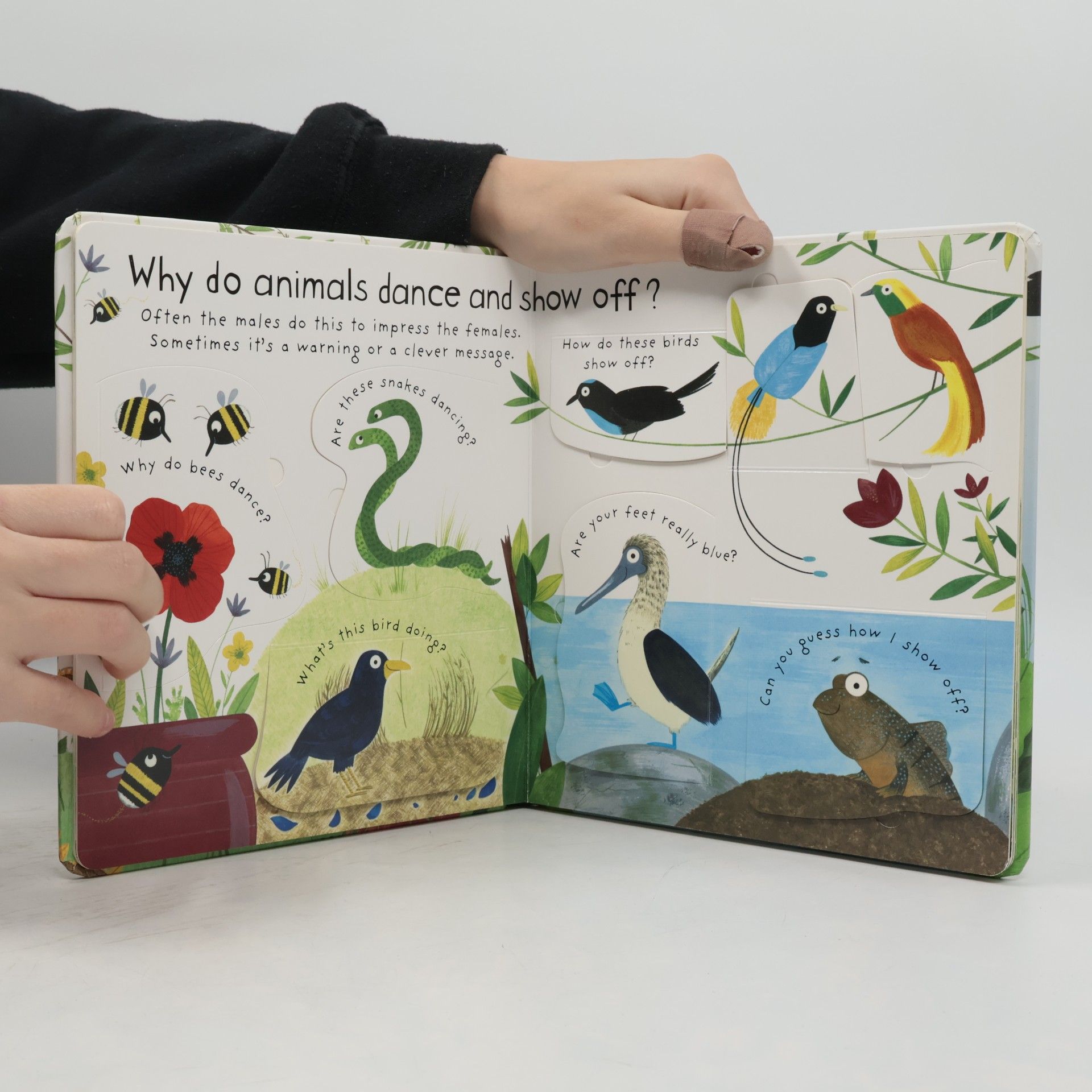 Christine Pym How Do Animals Talk? With a Lot of Flaps to Lift