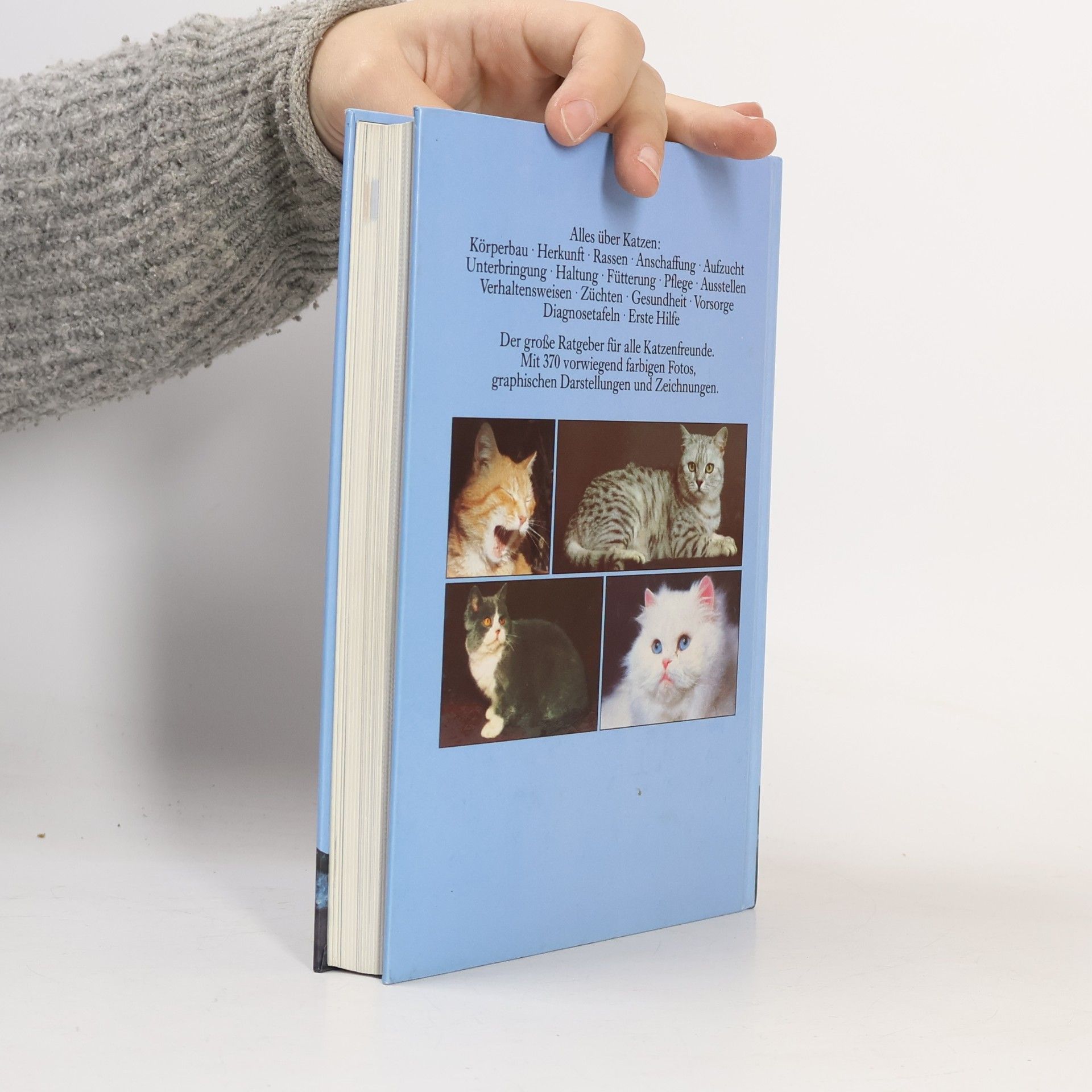 David Conrad Taylor Meine Katze