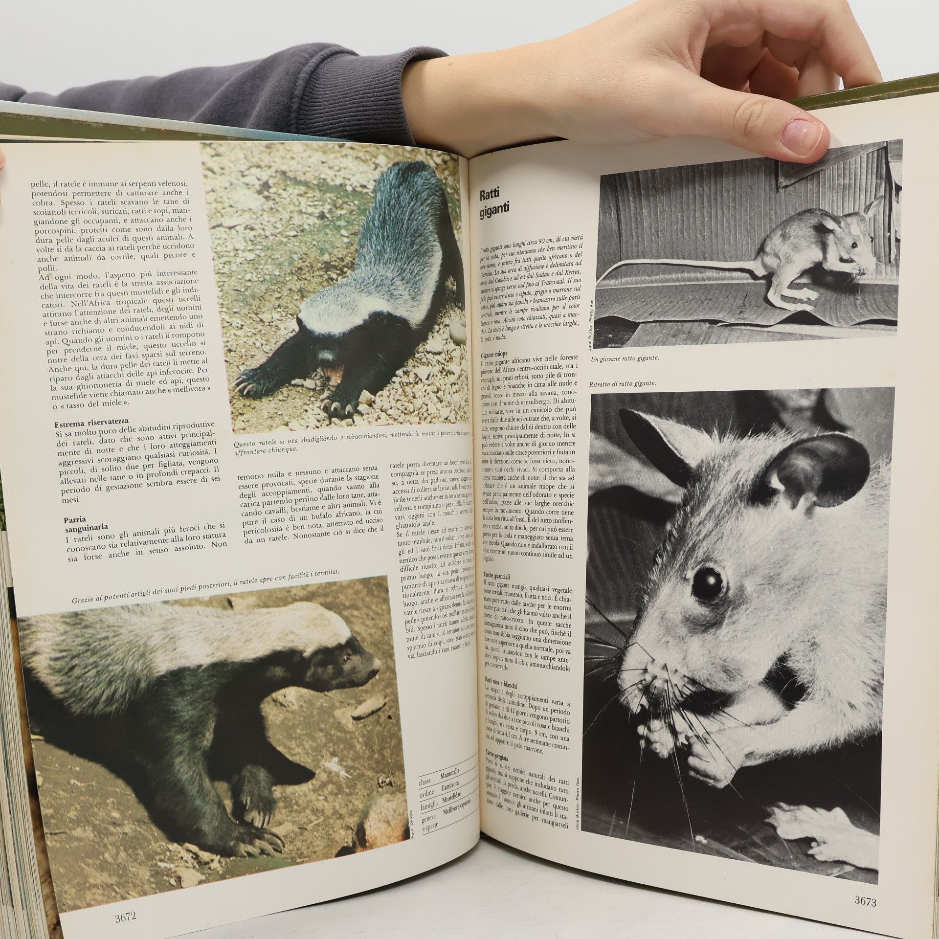 Various authors L'Universo Degli Animali 11