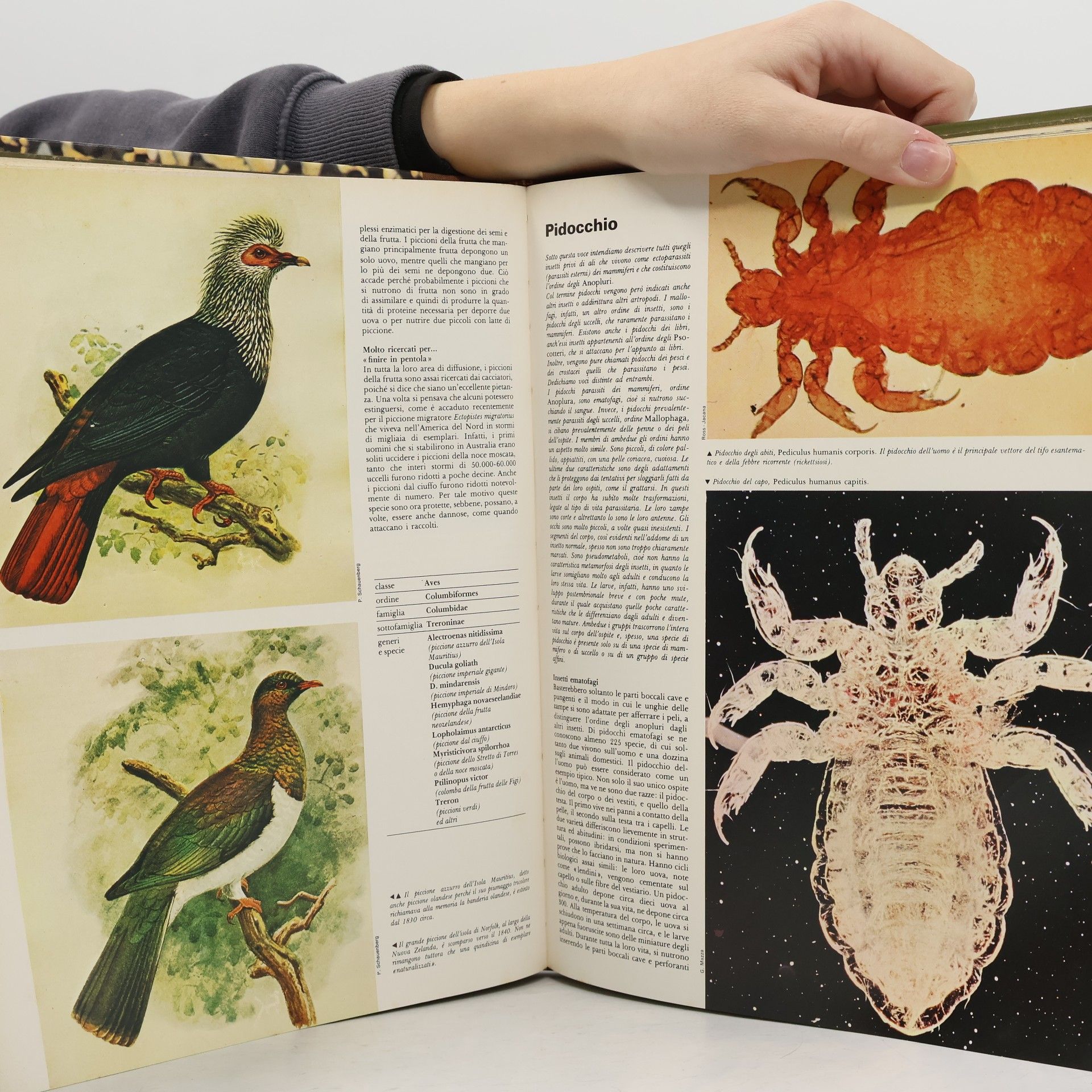Various authors L'Universo Degli Animali 10