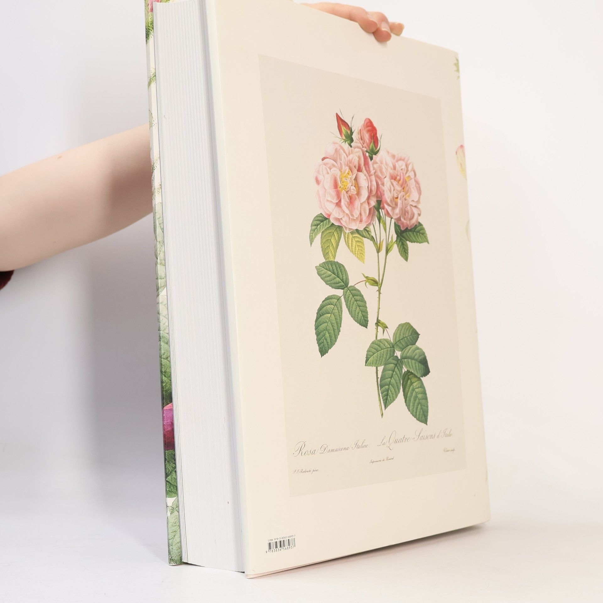 Pierre Joseph Redouté The book of flowers