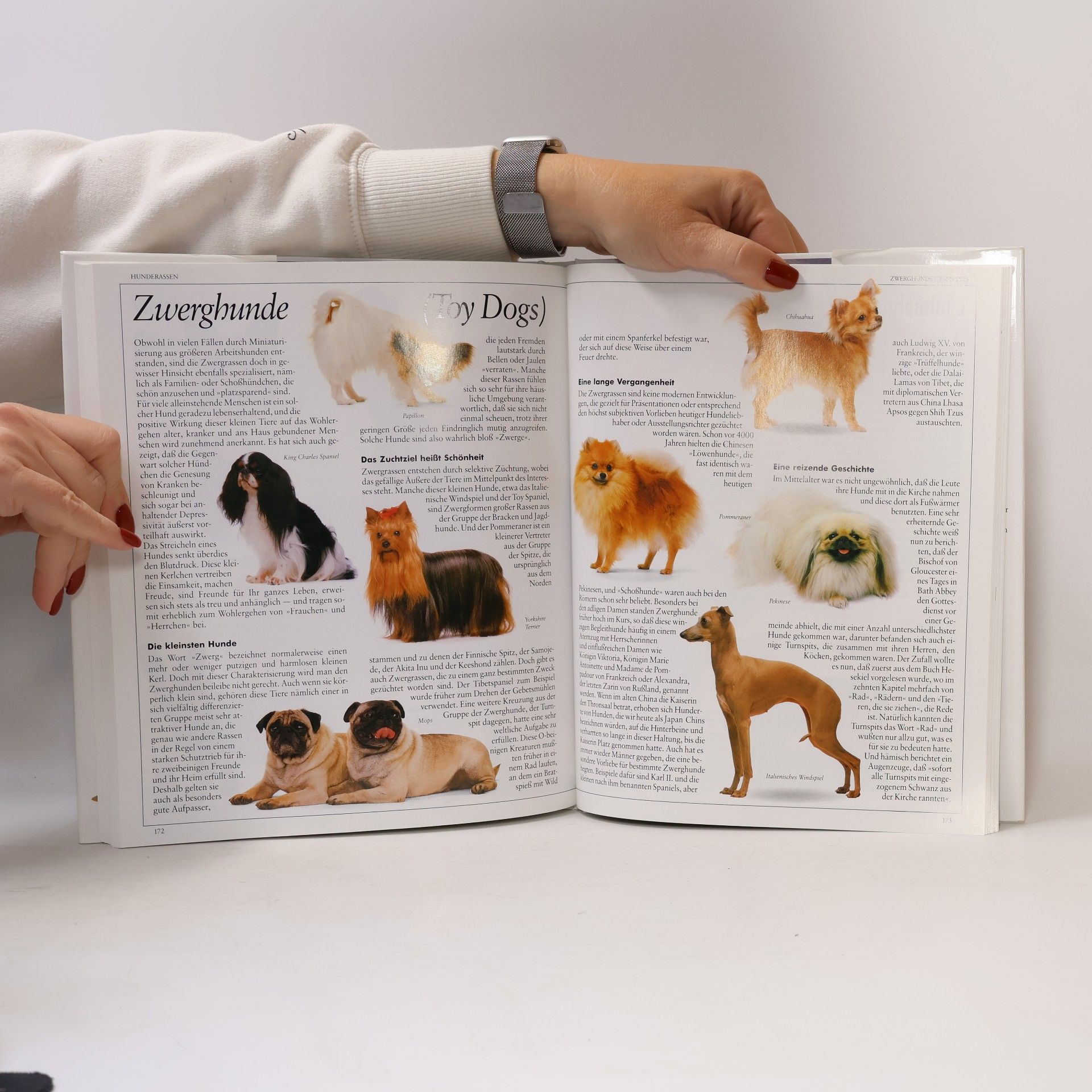David Conrad Taylor Mein grosses Hunde-Buch