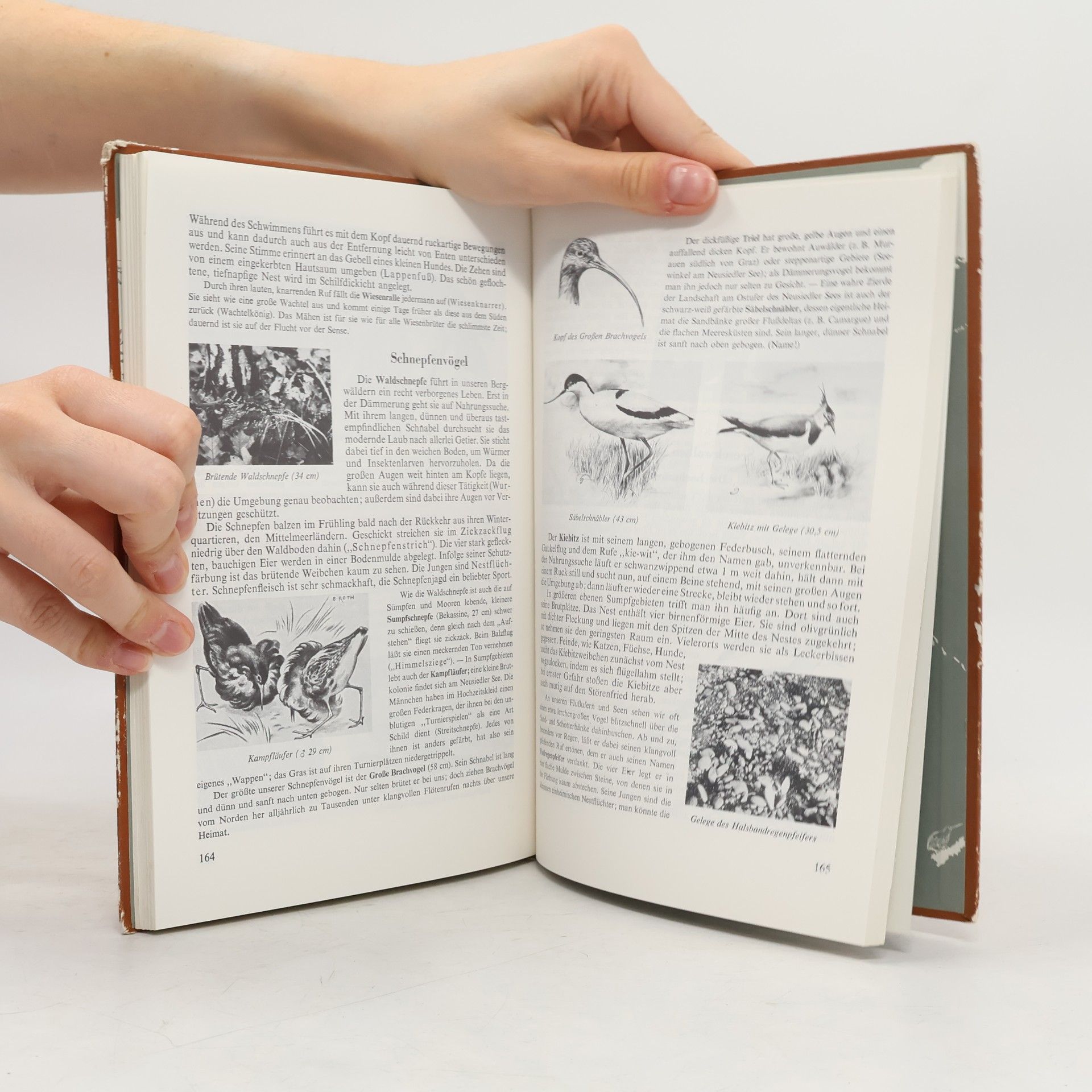 Franz Höpflinger Lehrbuch der Naturgeschichte. Band 1: Tierkunde