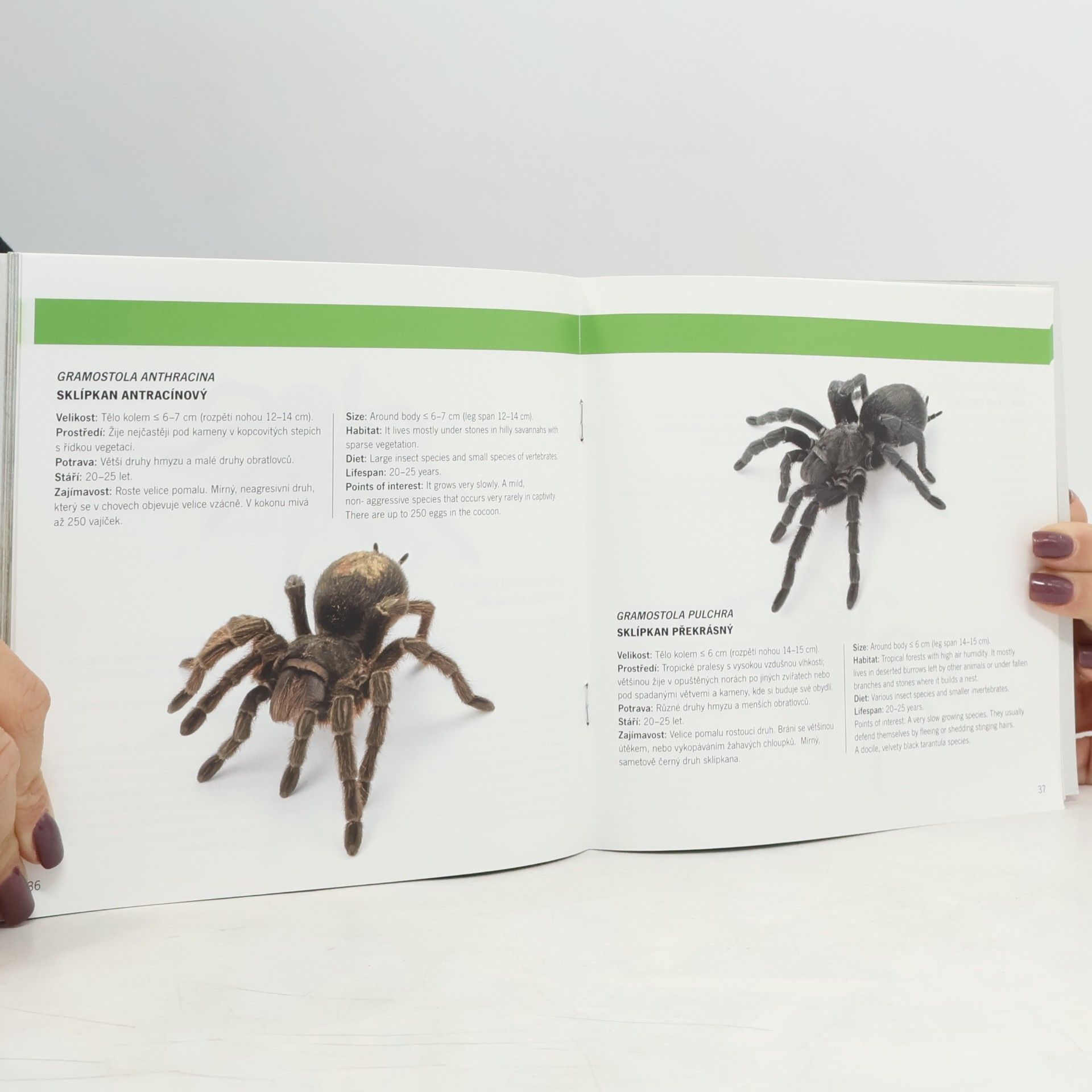 Martin Smrček Sklípkani = Tarantulas