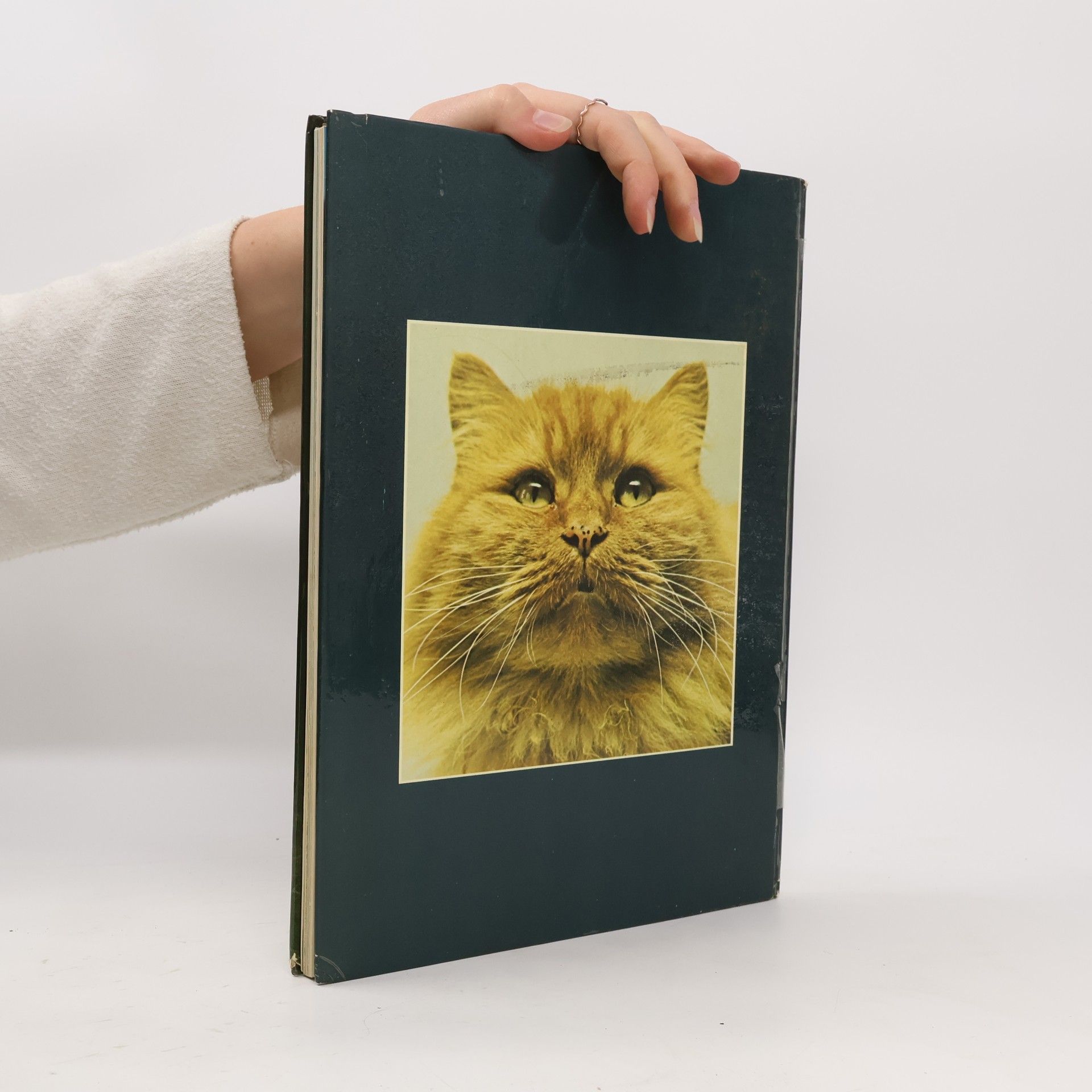 Diana von Buggenhagen Katzen