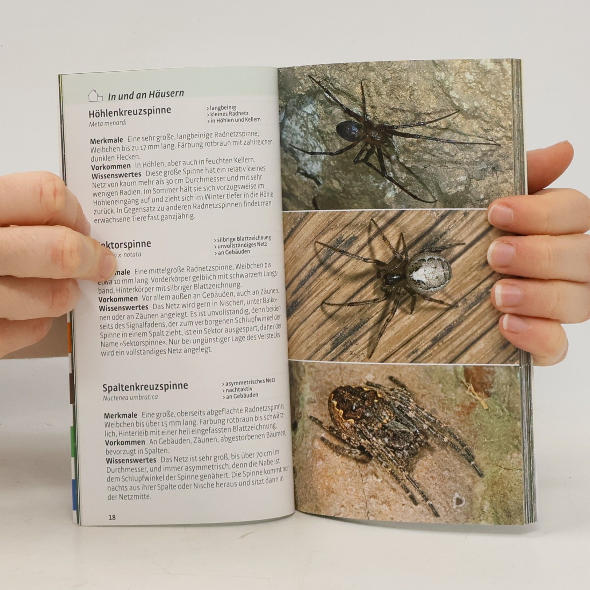 Martin Baehr Welche Spinne ist das?
