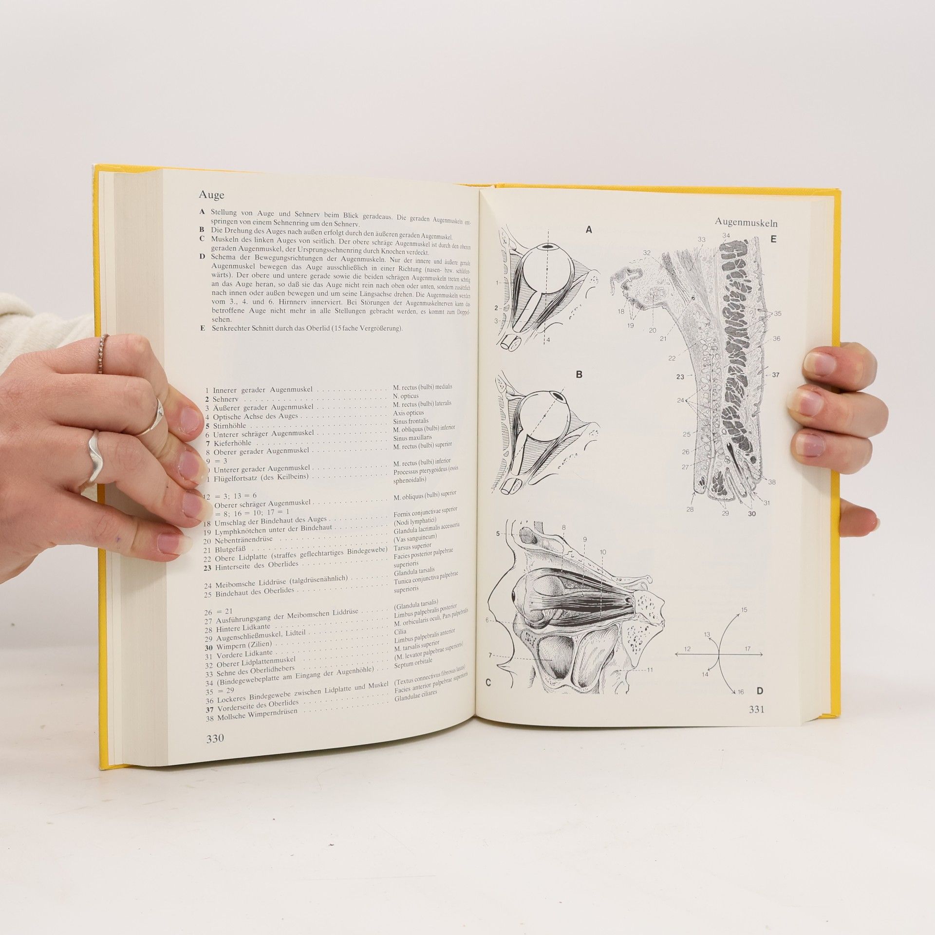 Herbert Lippert Anatomie