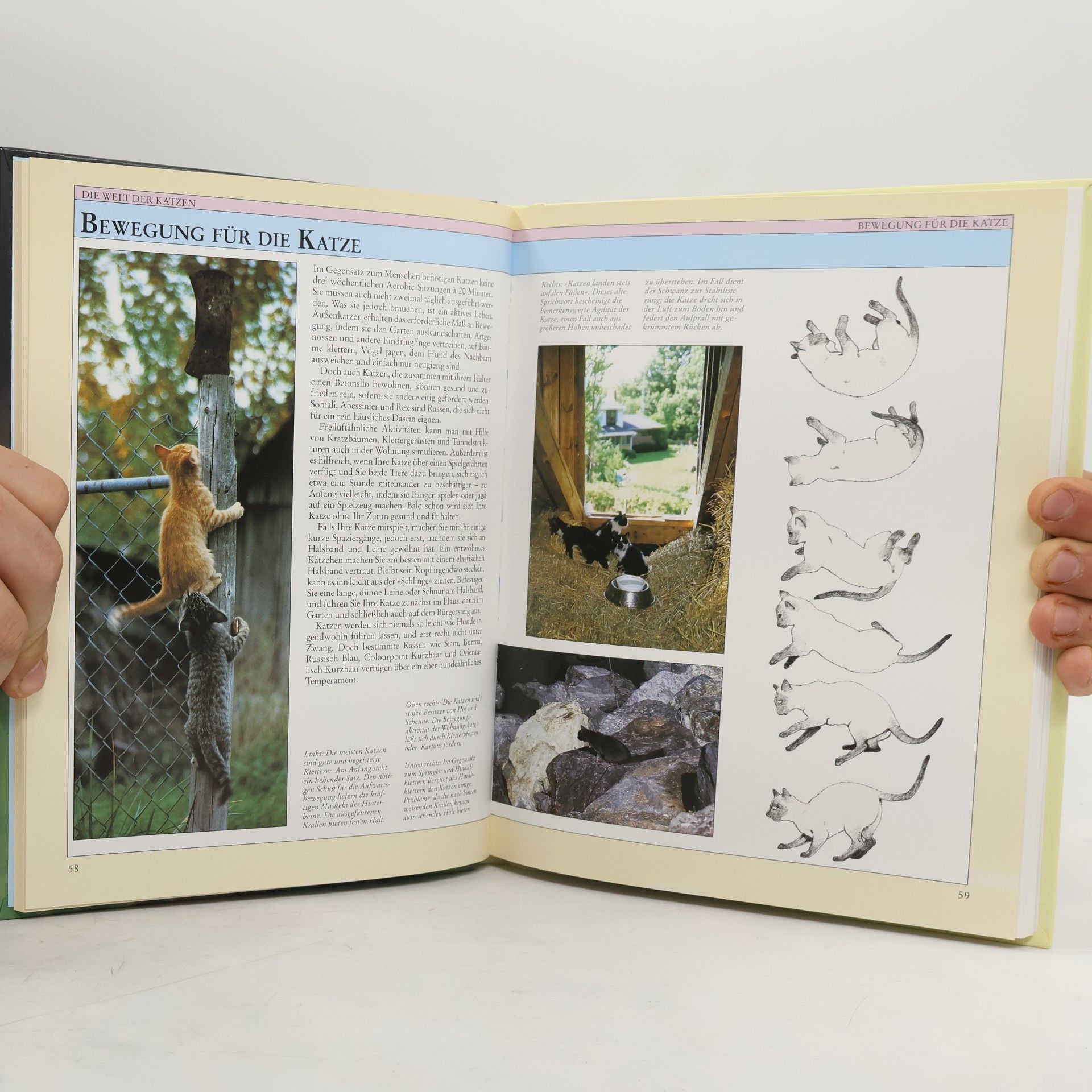 Marcus Schneck Bassermann-Handbuch Katzen