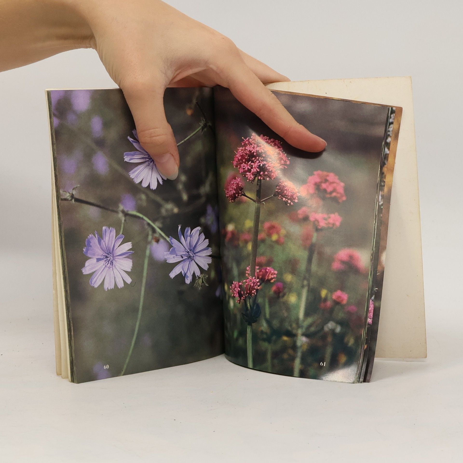 Athan. J. Delikostopoulos Wildblumen