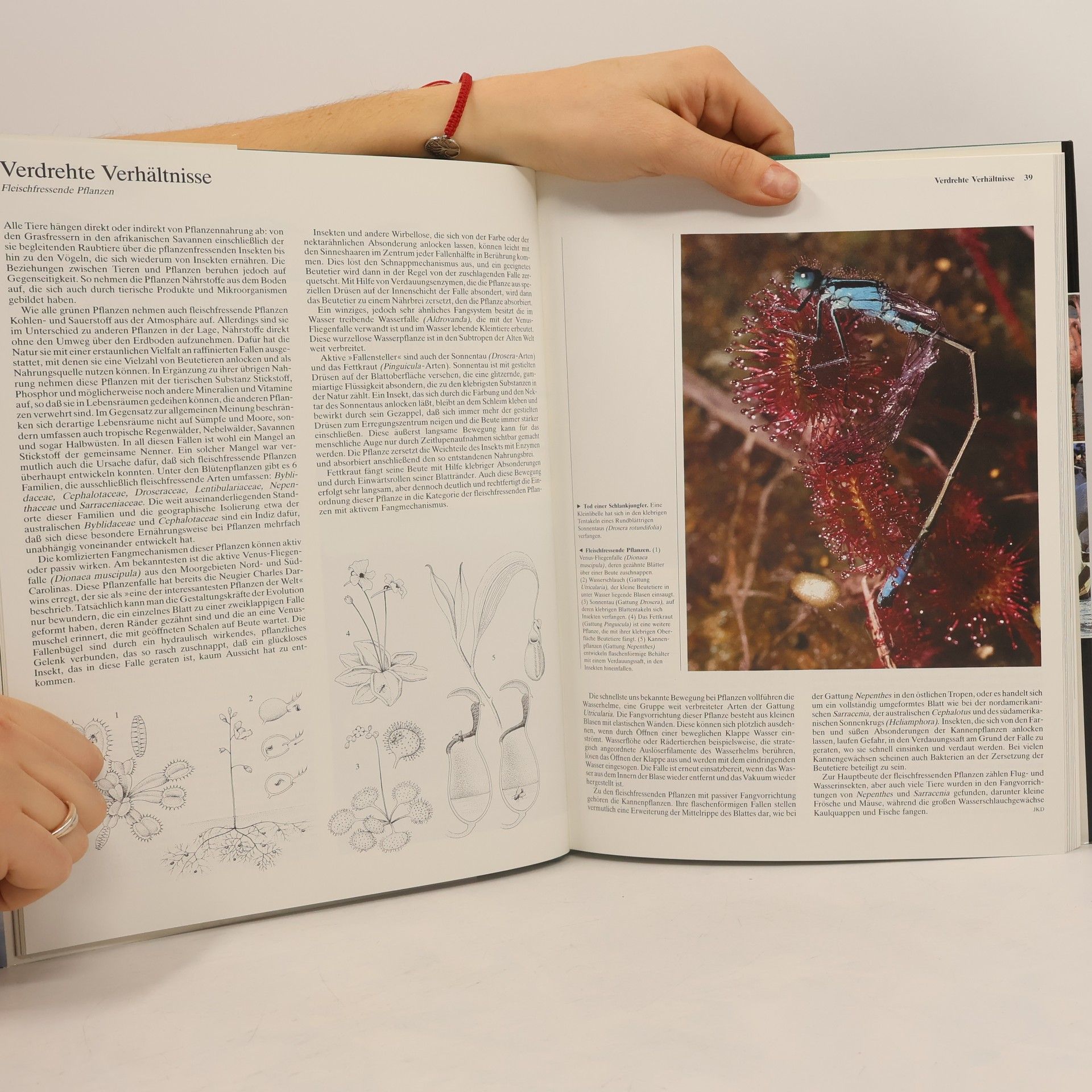 Chris Munday Die Tiere unserer Welt II.