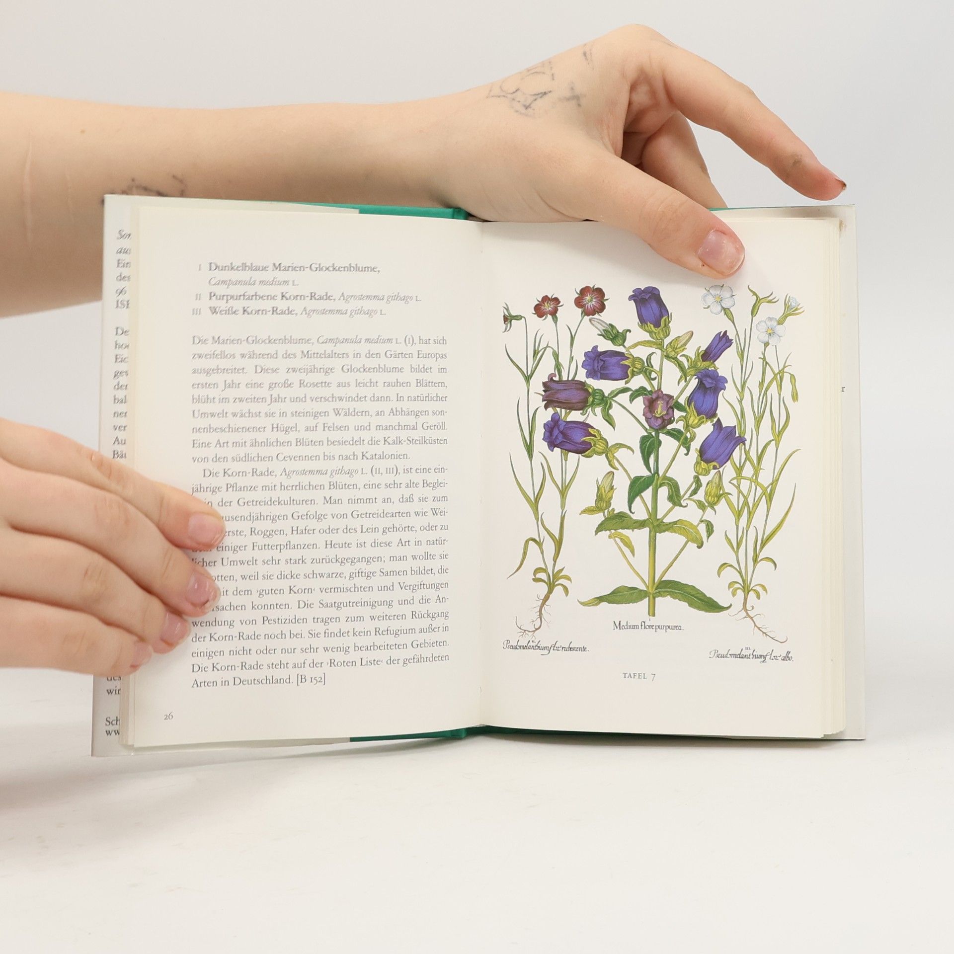 Basilius Besler Sommerblumen aus dem Garten von Eichstätt