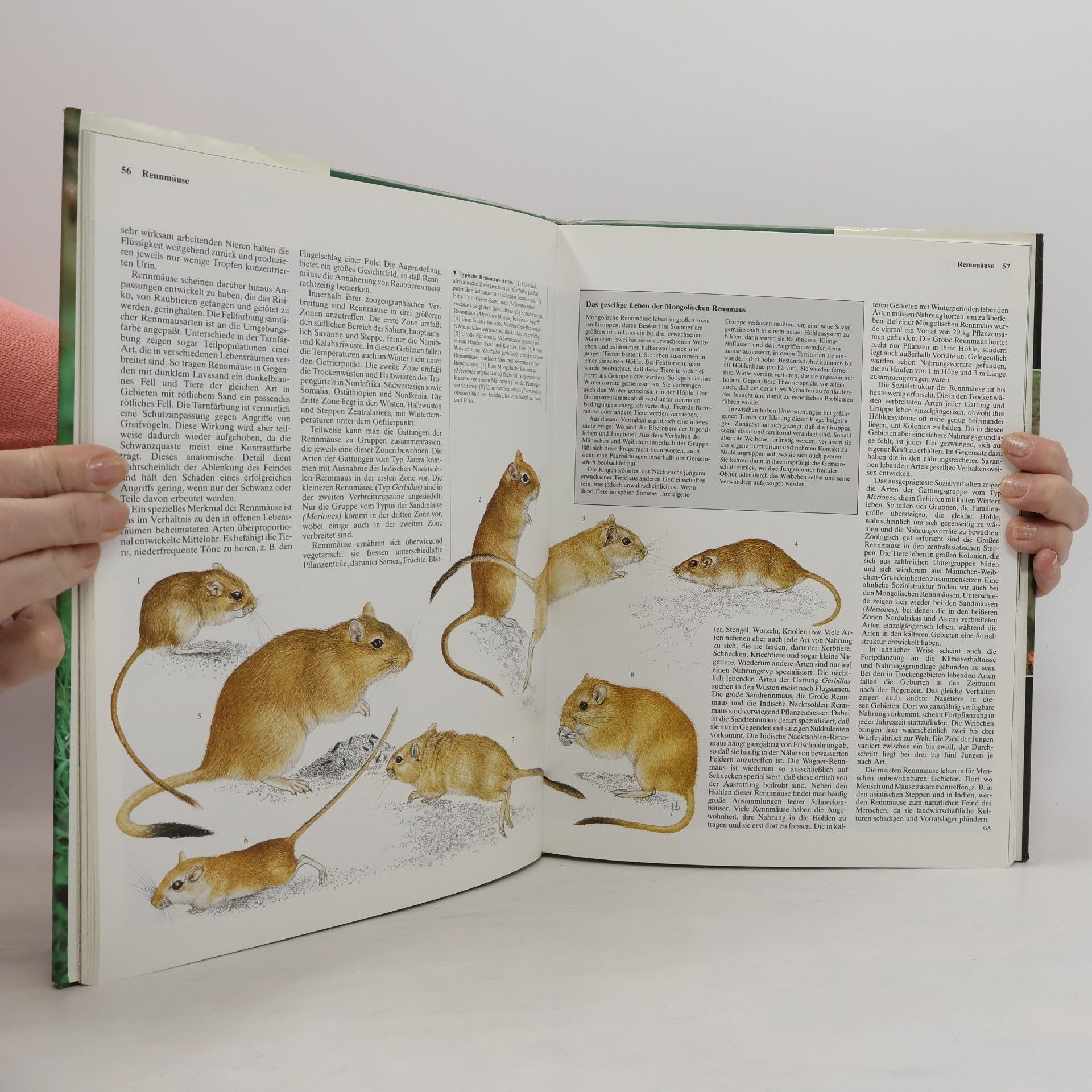 Priscilla Barrett Die Tiere unserer Welt
