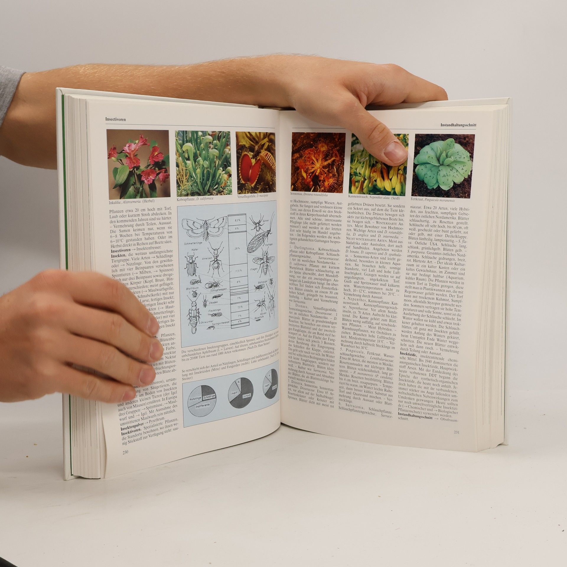 Jutta Debor-Sockel Das große Gartenhandbuch von A - Z