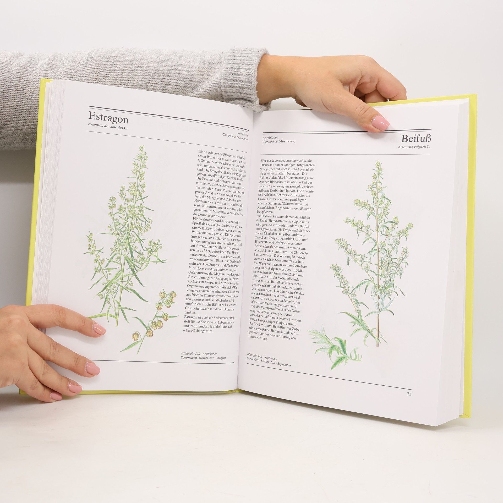 Hermann Lichtenstern Das große Kräuterbuch der Gesundheit