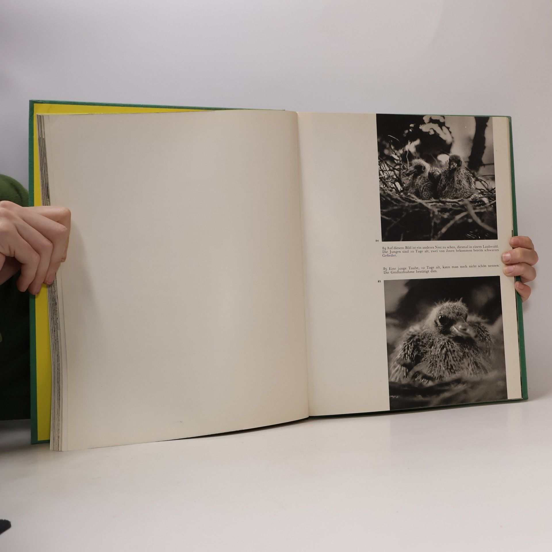 Jaroslav Holeček Junge Tiere sehen dich an