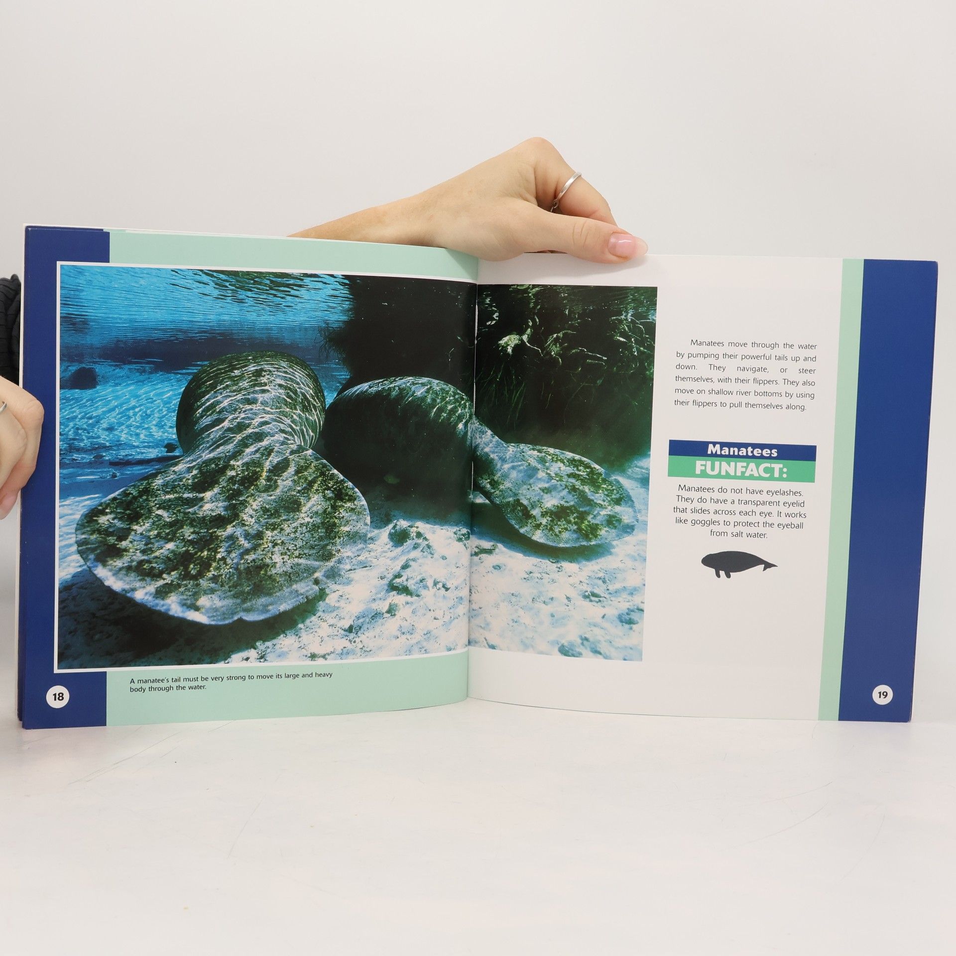 Kathy Feeney Our Wild World: Manatees