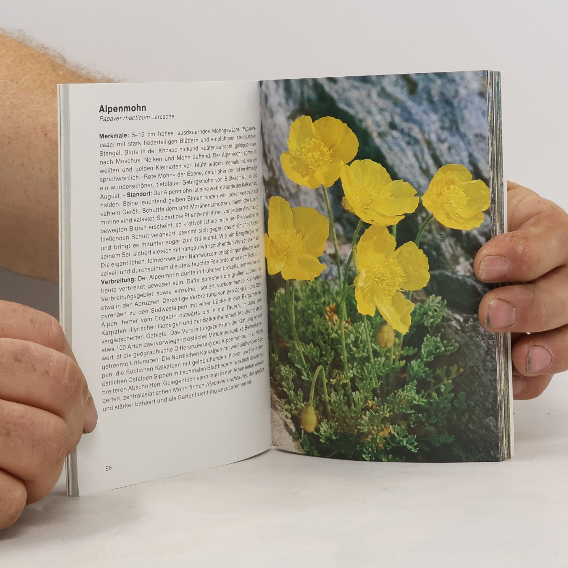 Elfrune Wendelberger Alpenblumen