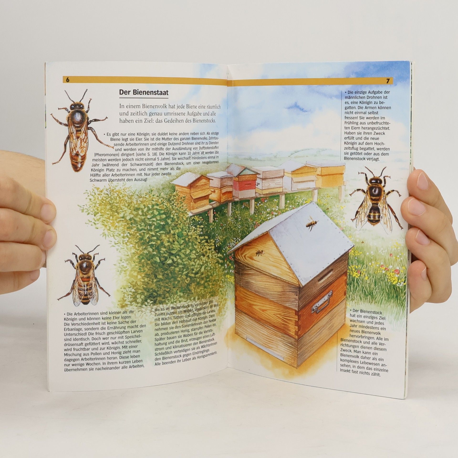 Léon Rogez Vom Leben der Honigbienen