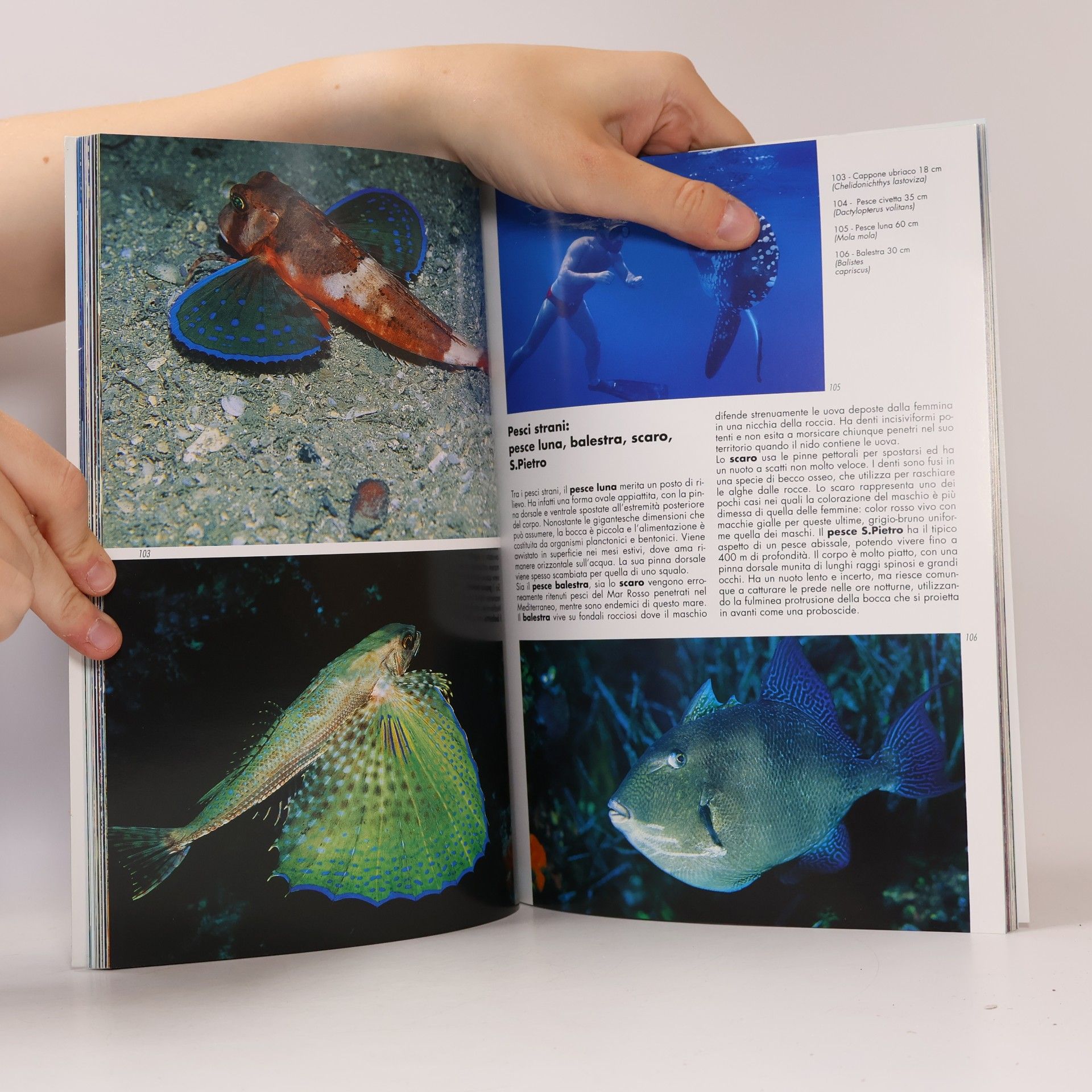 Andrea Ghisotti Pesci del Mediterraneo il mare più bello del mondo (Il fantastico mondo della natura)