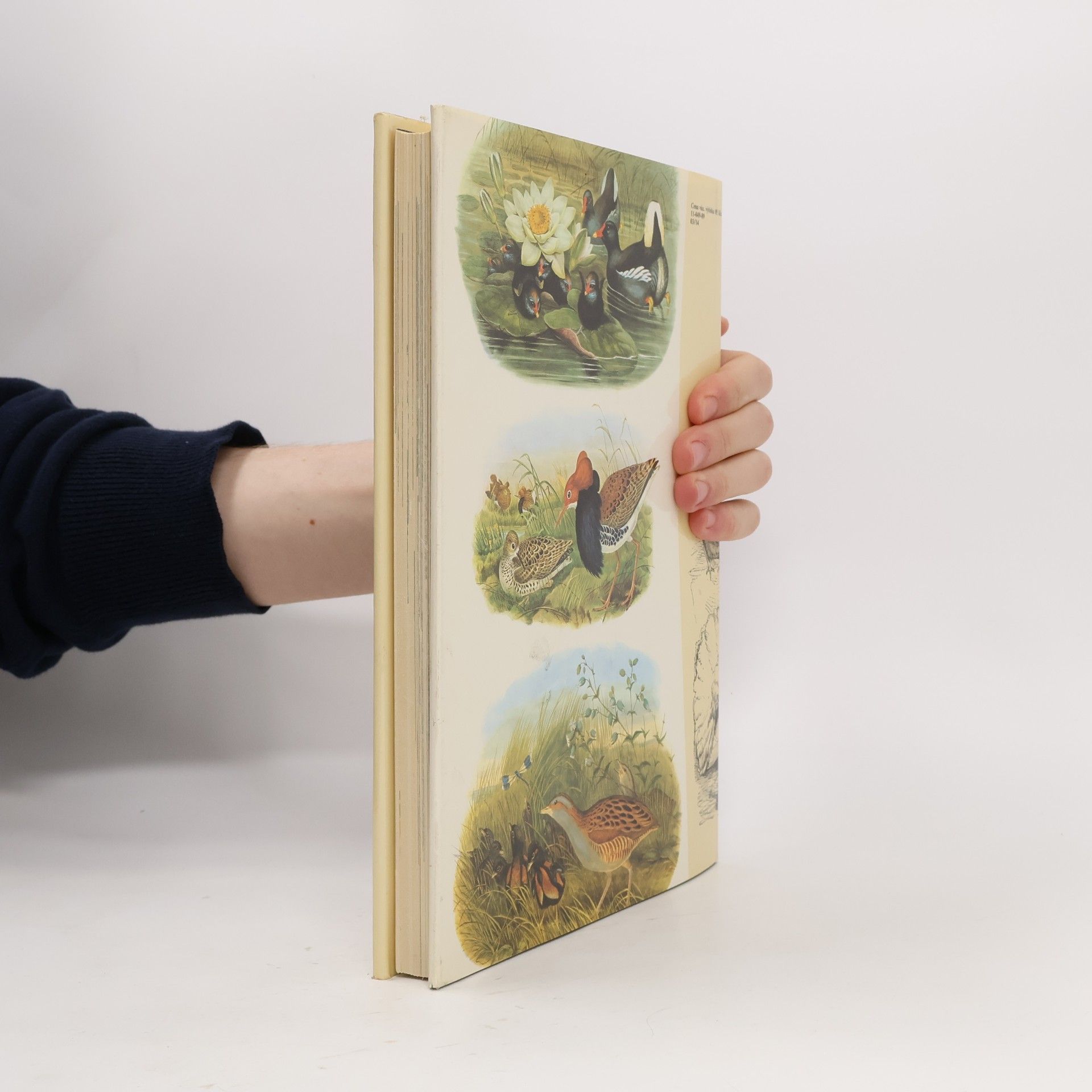 Charles Darwin Darwinův původ druhů v ilustracích