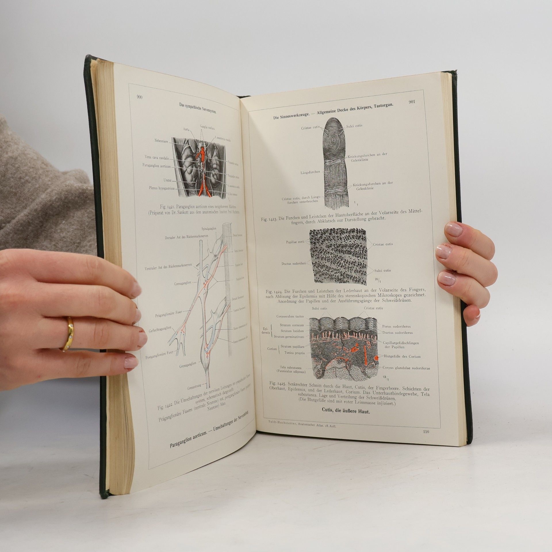 Ferdinand Hochstetter Anatomischer Atlas 3