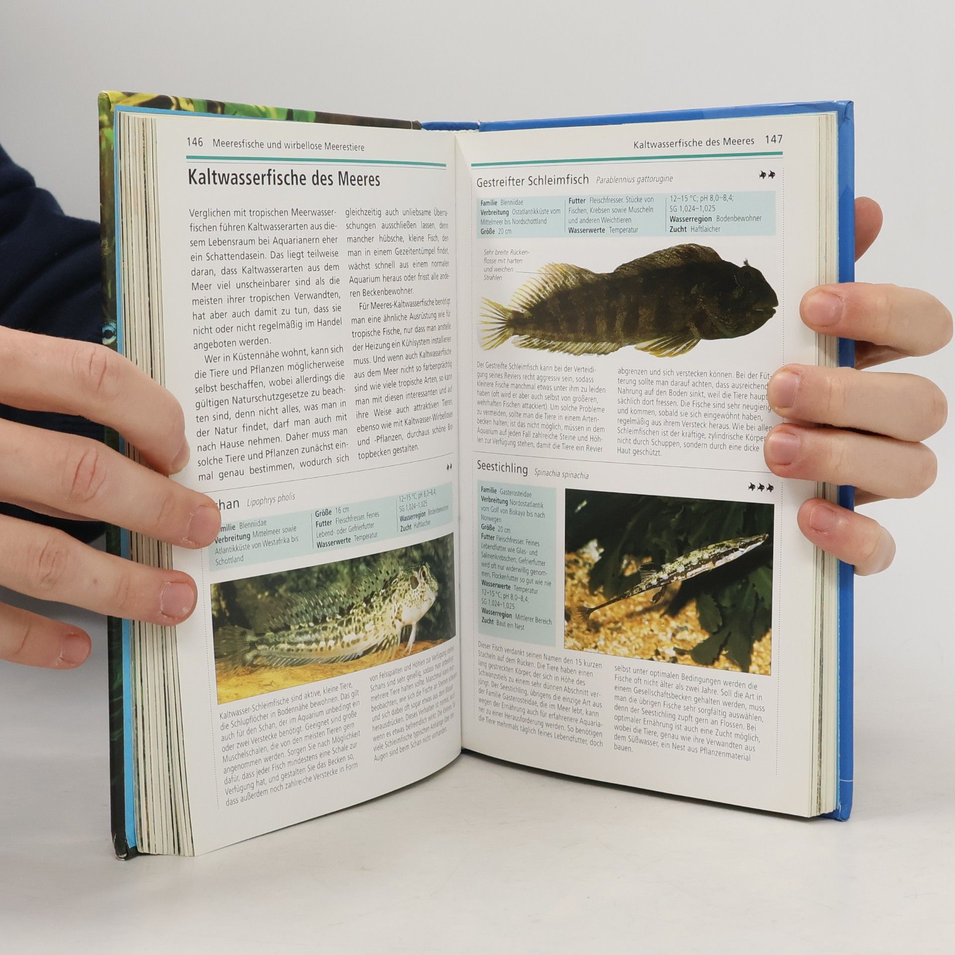 Gina Sandford Handbuch Aquarium