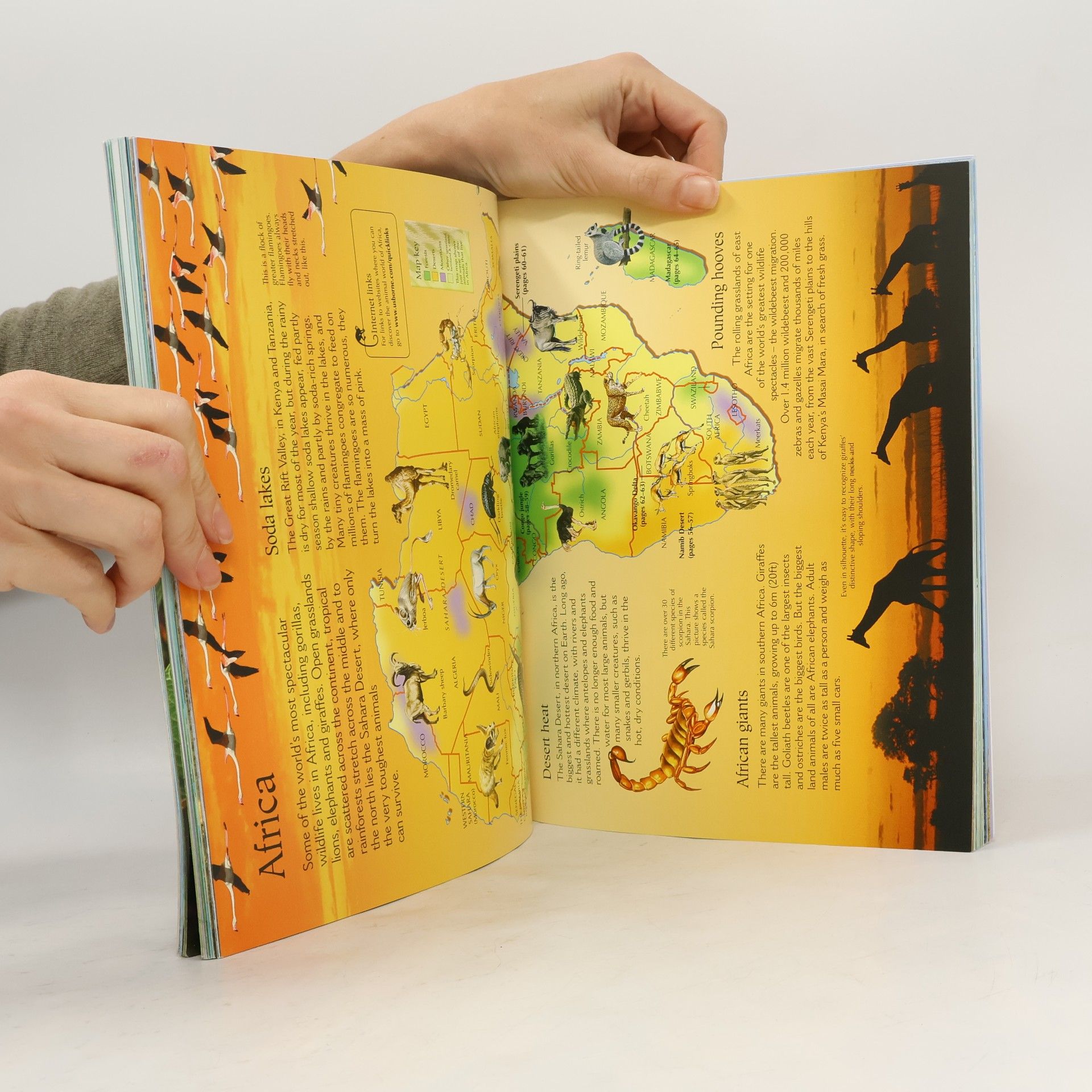 Zanna Davidson Usborne World of Animals