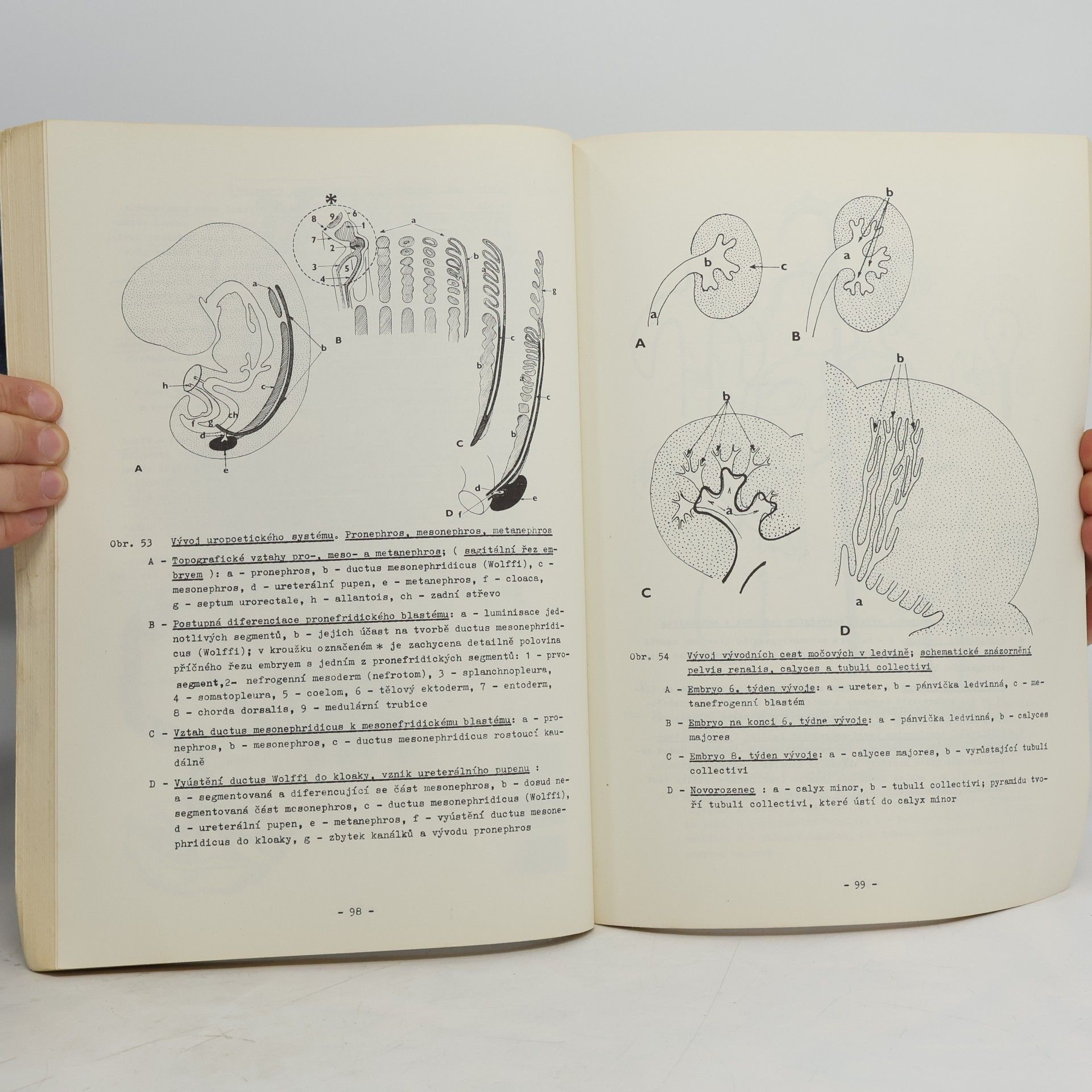 Kolektív autorov Embryologie člověka II