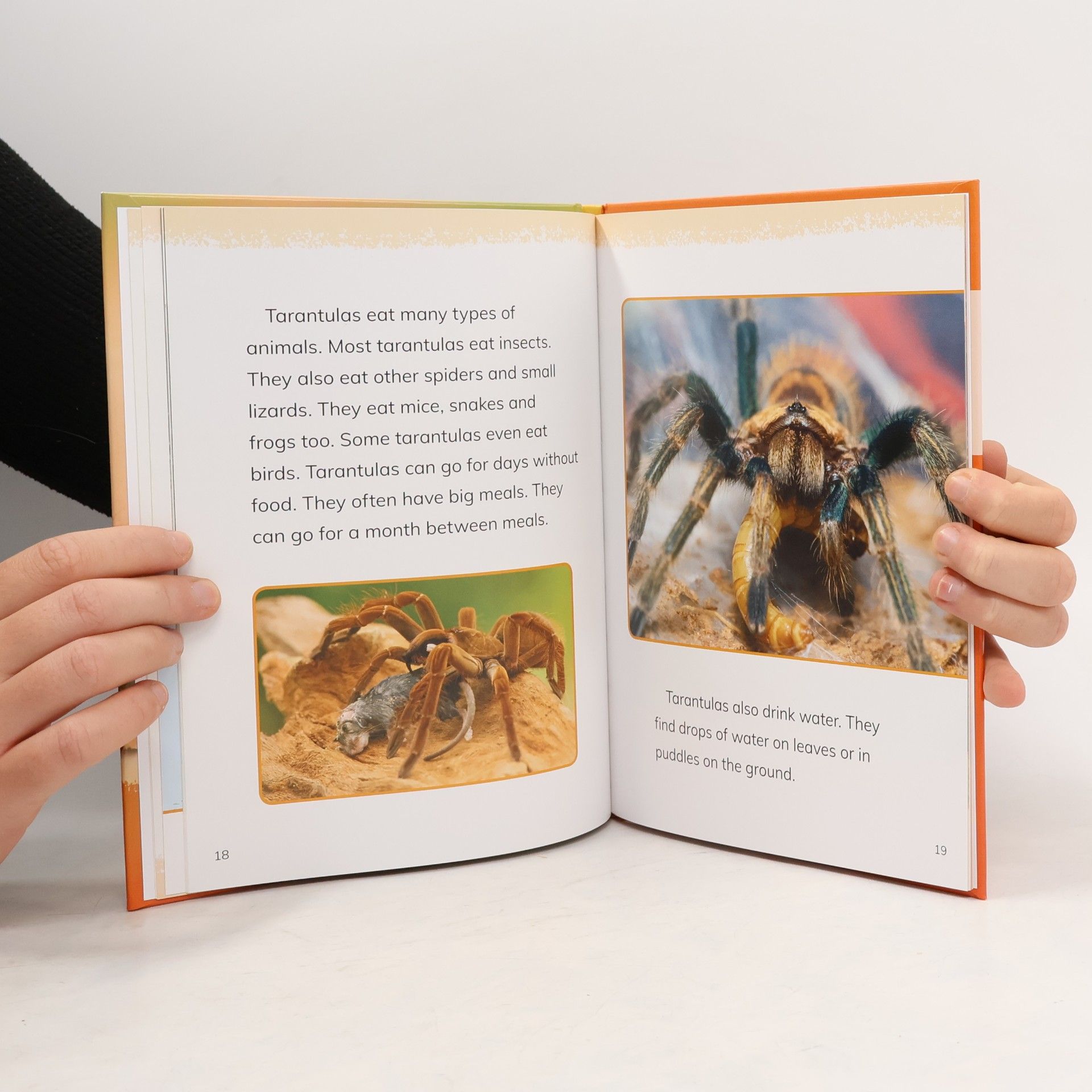 Jaclyn Joycox Animals: Tarantulas