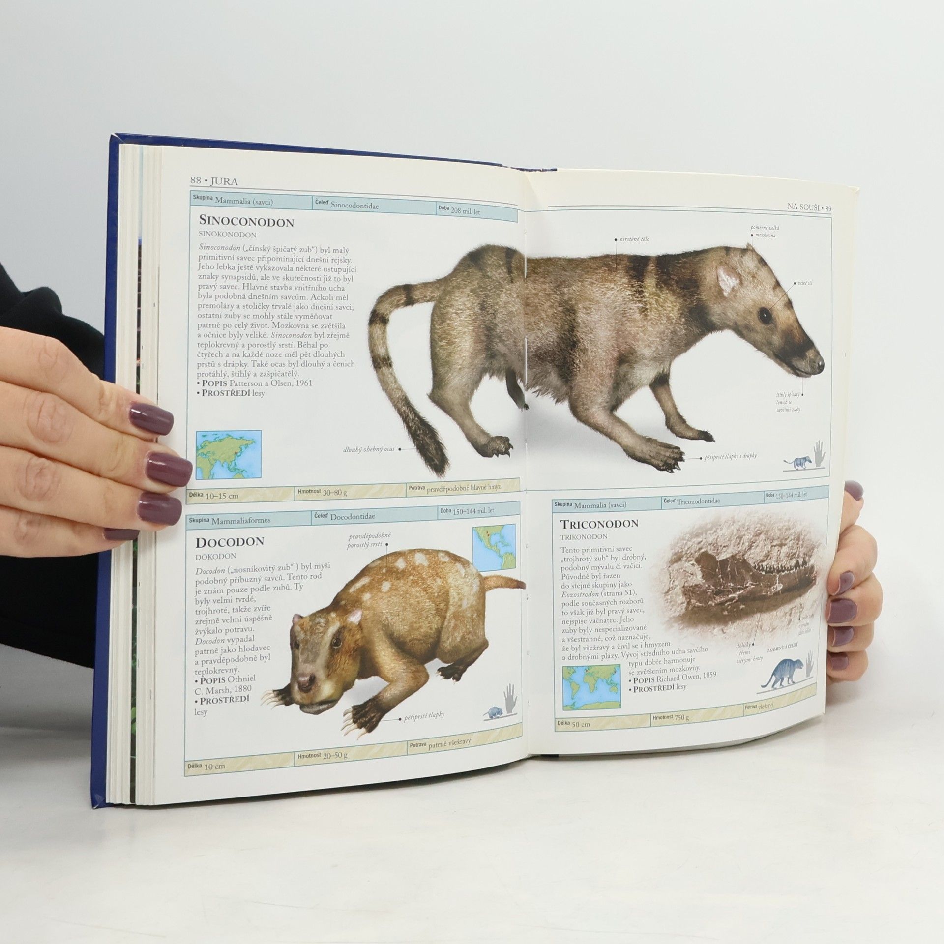 Hazel Richardson Dinosauři a život v pravěku