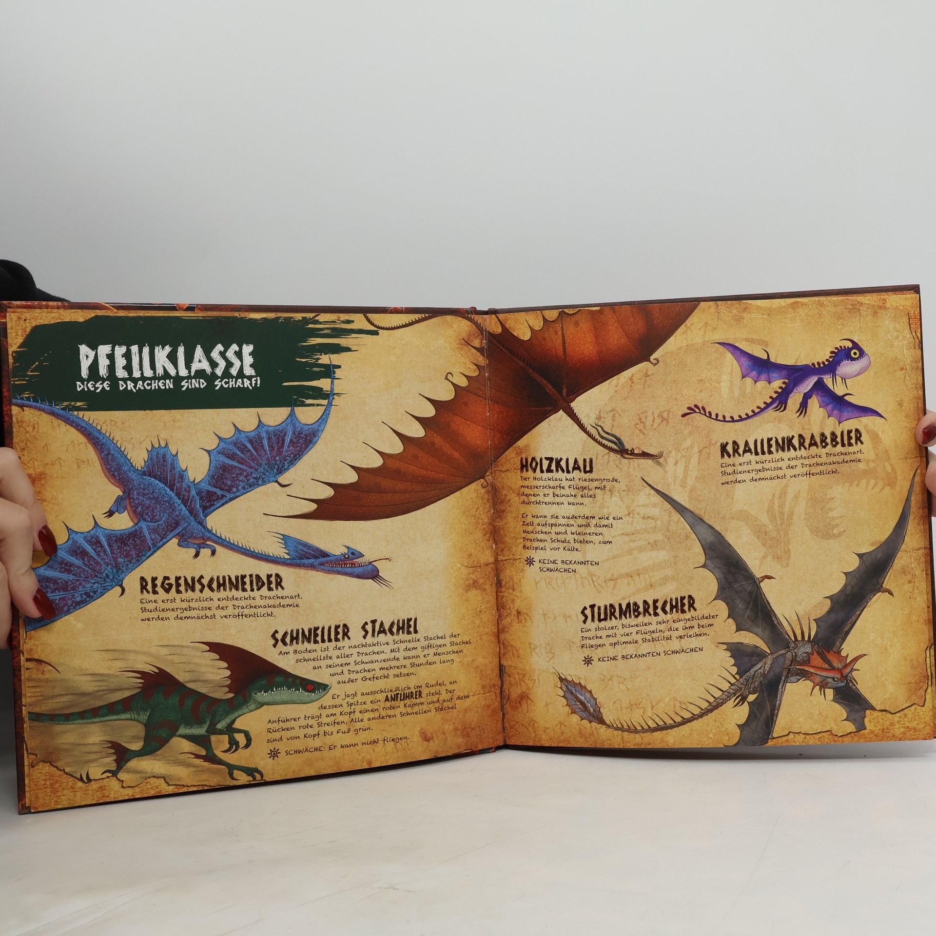 Maggie Testa Dragons - das Buch der Drachen