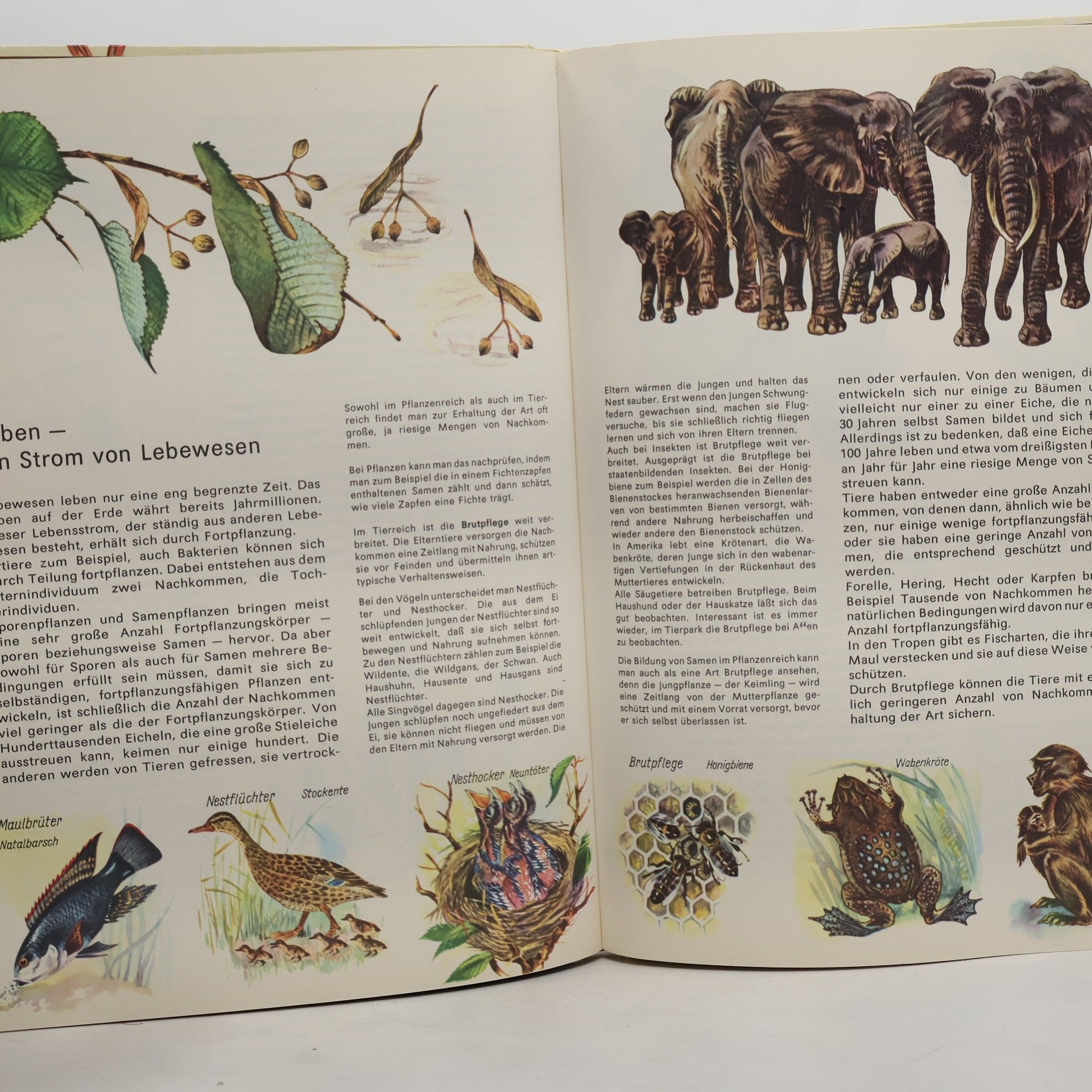 Georg A. Litsche Rund um die Biologie