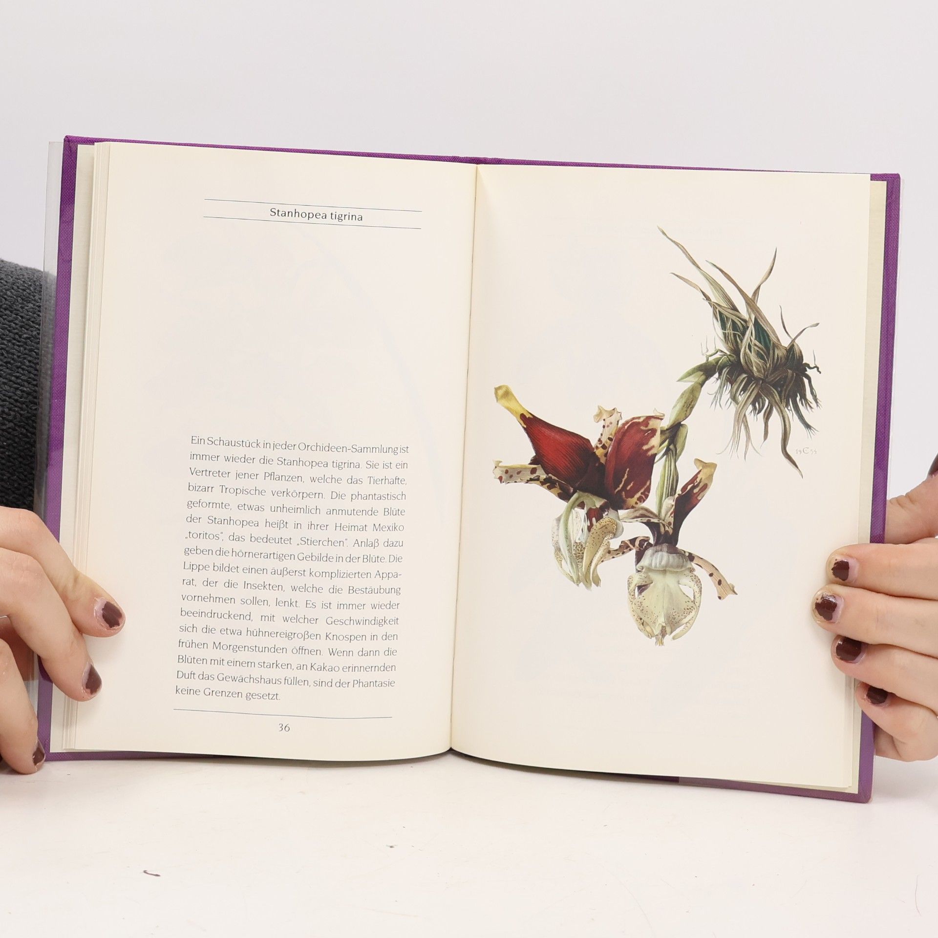 Eberhard Schulz Orchideen