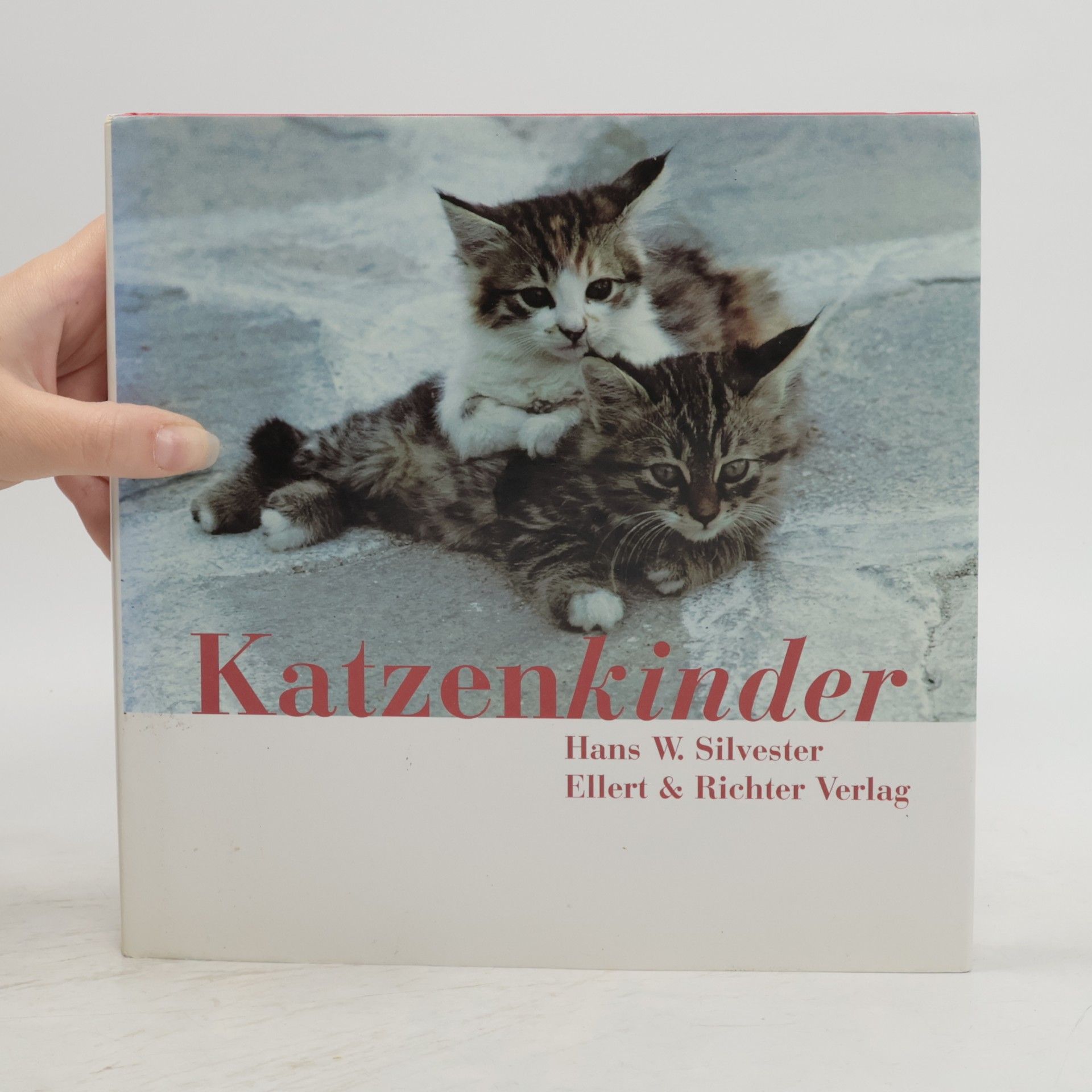 Katzenkinder