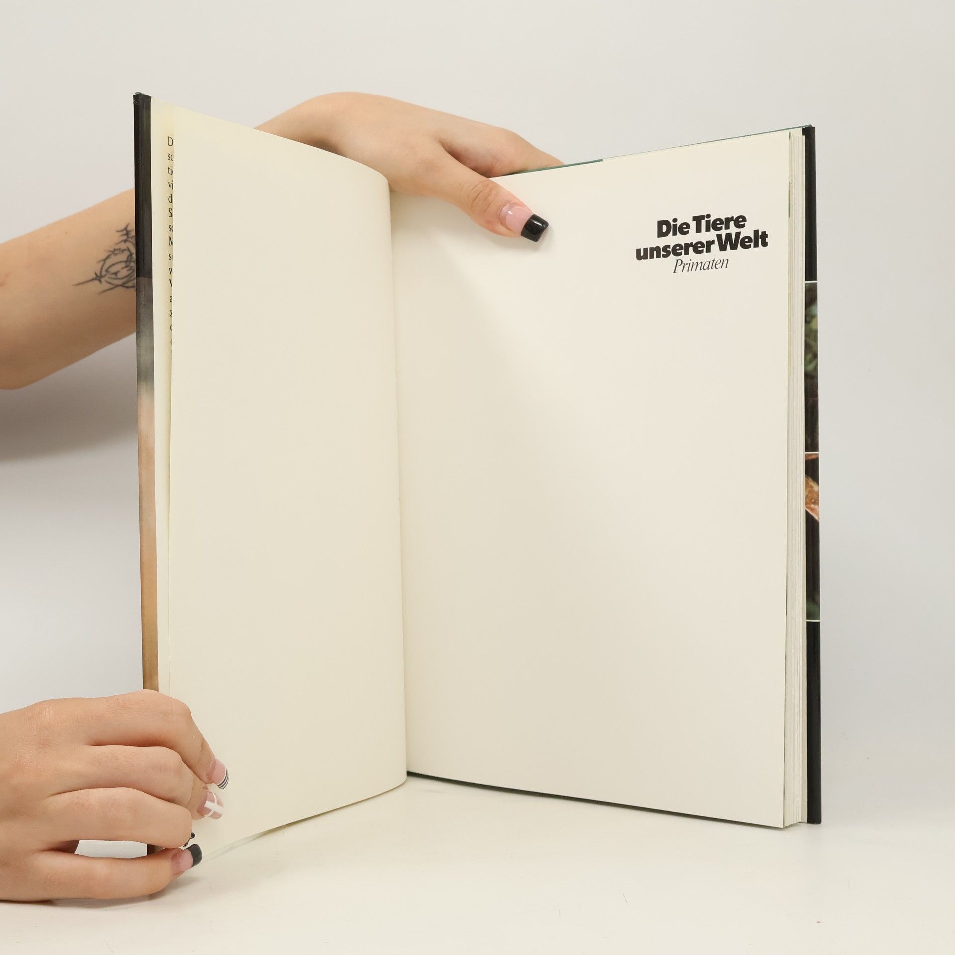Autorenkollektiv Die Tiere unserer Welt 3. Primaten