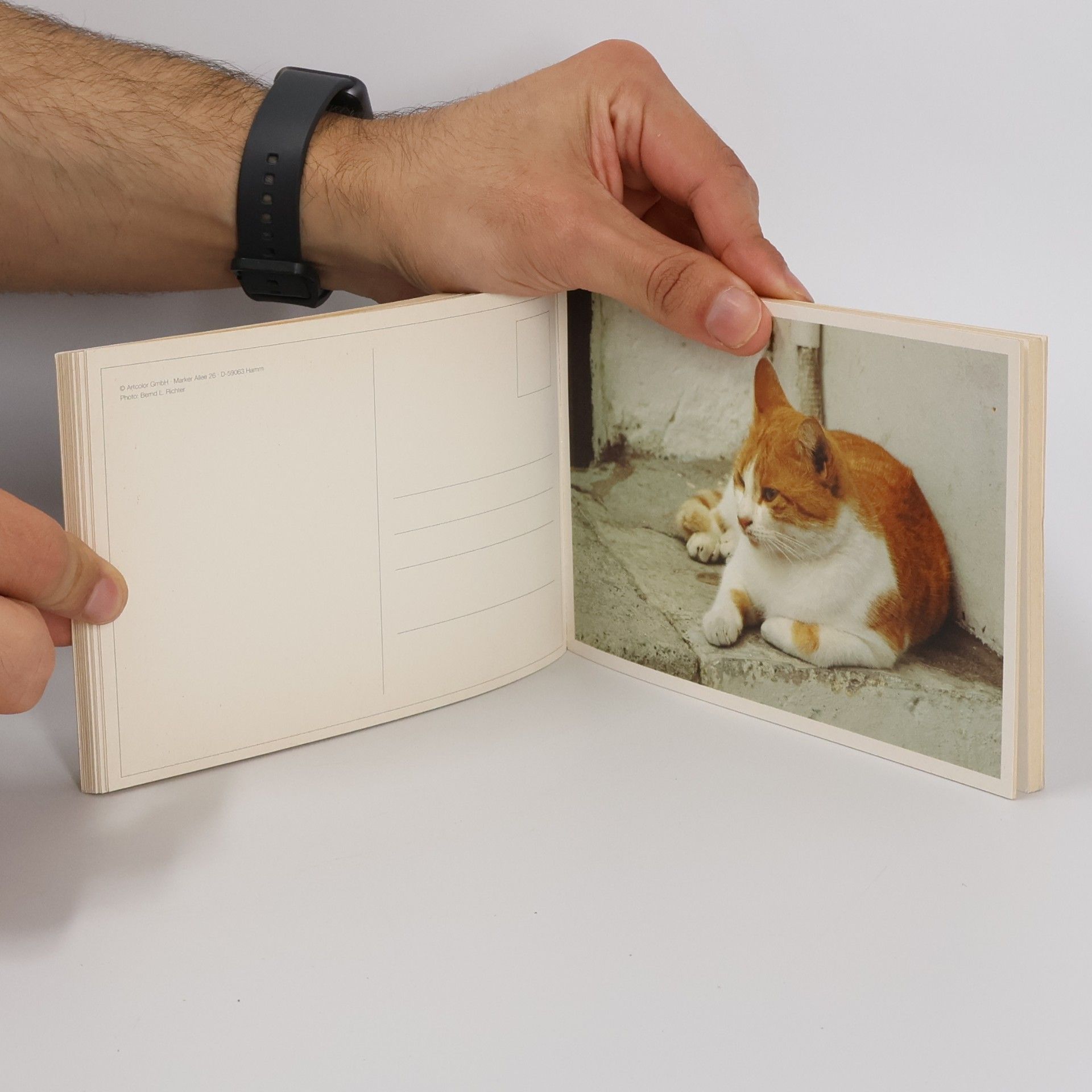 Autores varios Katzen. Cats. Chats