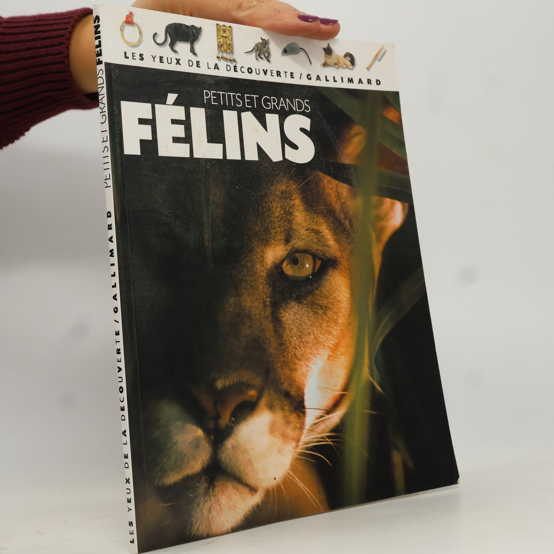 Petits et grands félins