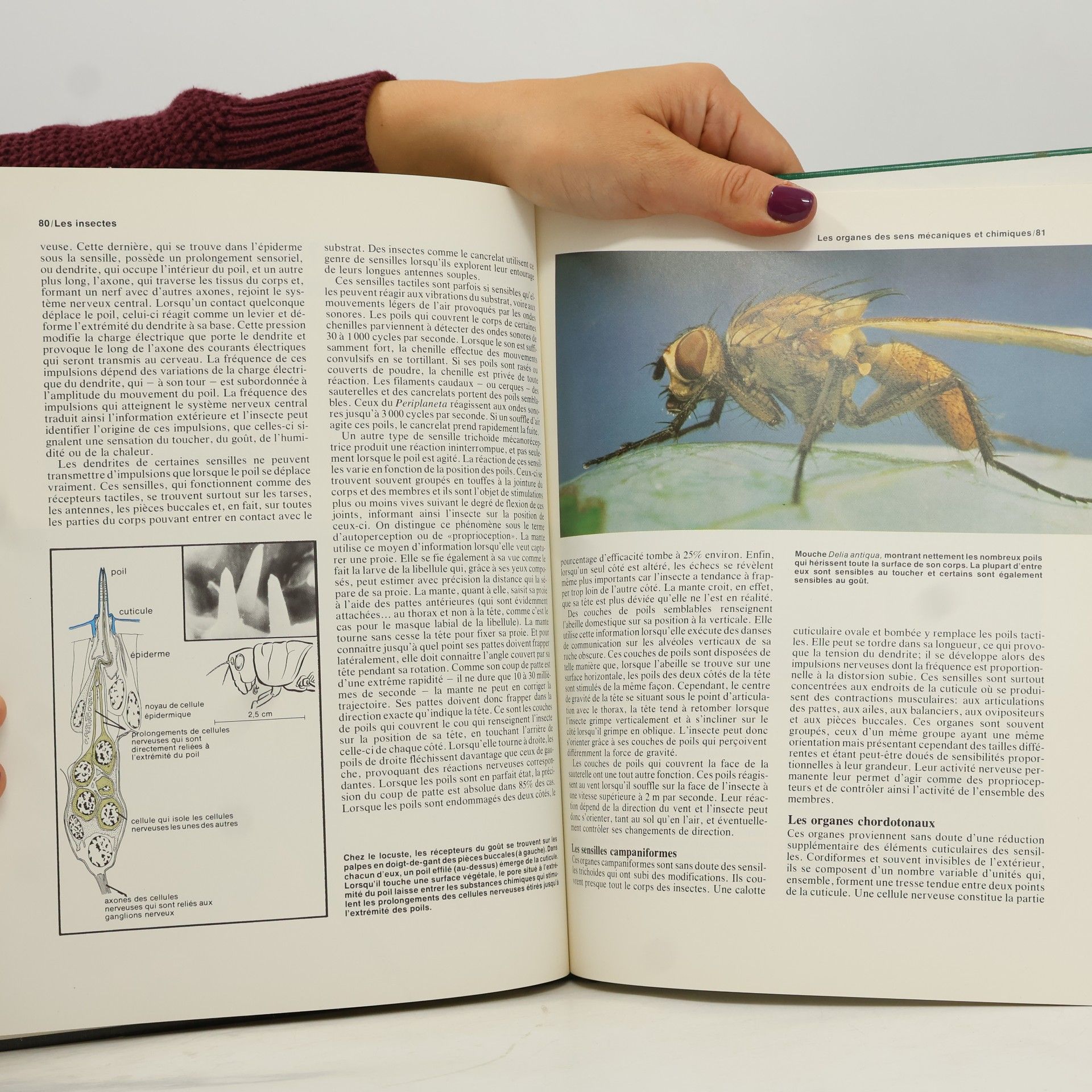 Walter M. Blaney Ainsi vivent les insectes