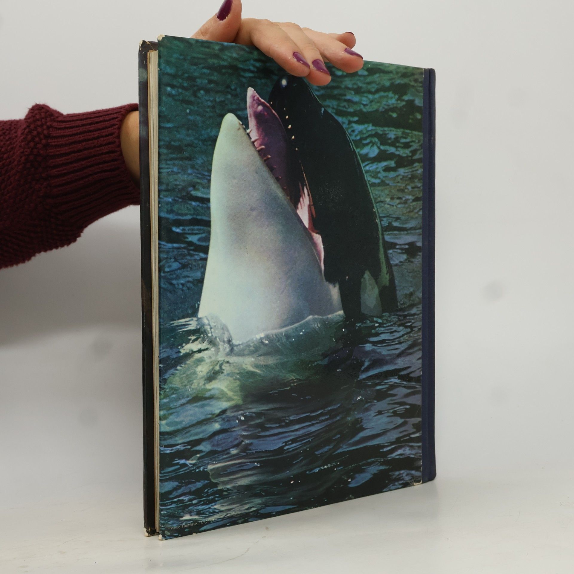 Jacques-Yves Cousteau Encyclopédie Cousteau