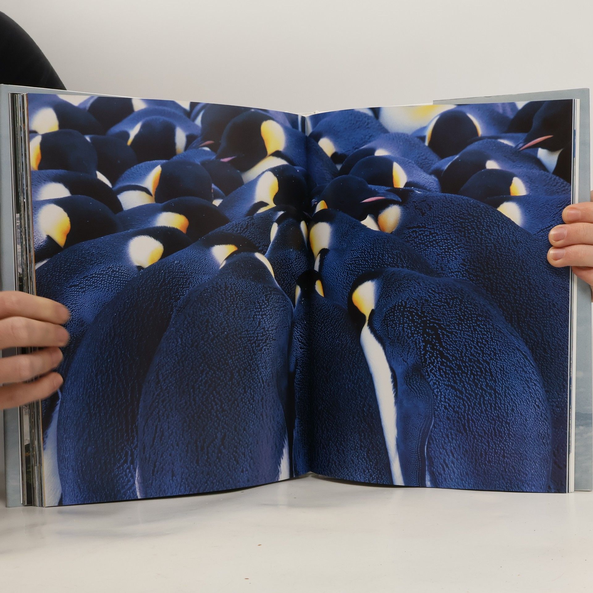 Frans Lanting Pinguin