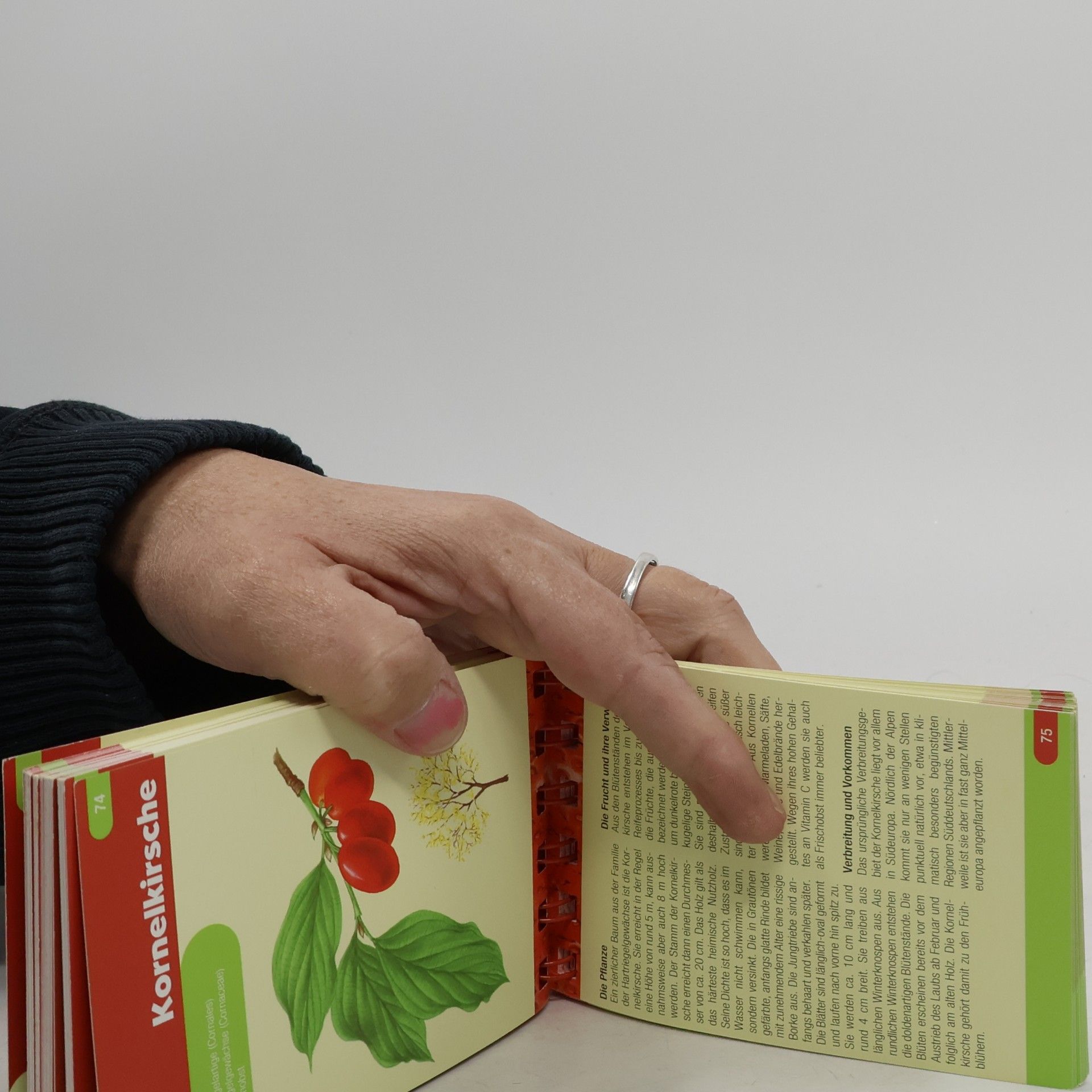 Kolektiv autorů Früchte. Beeren und Nüsse entdecken und bestimmen