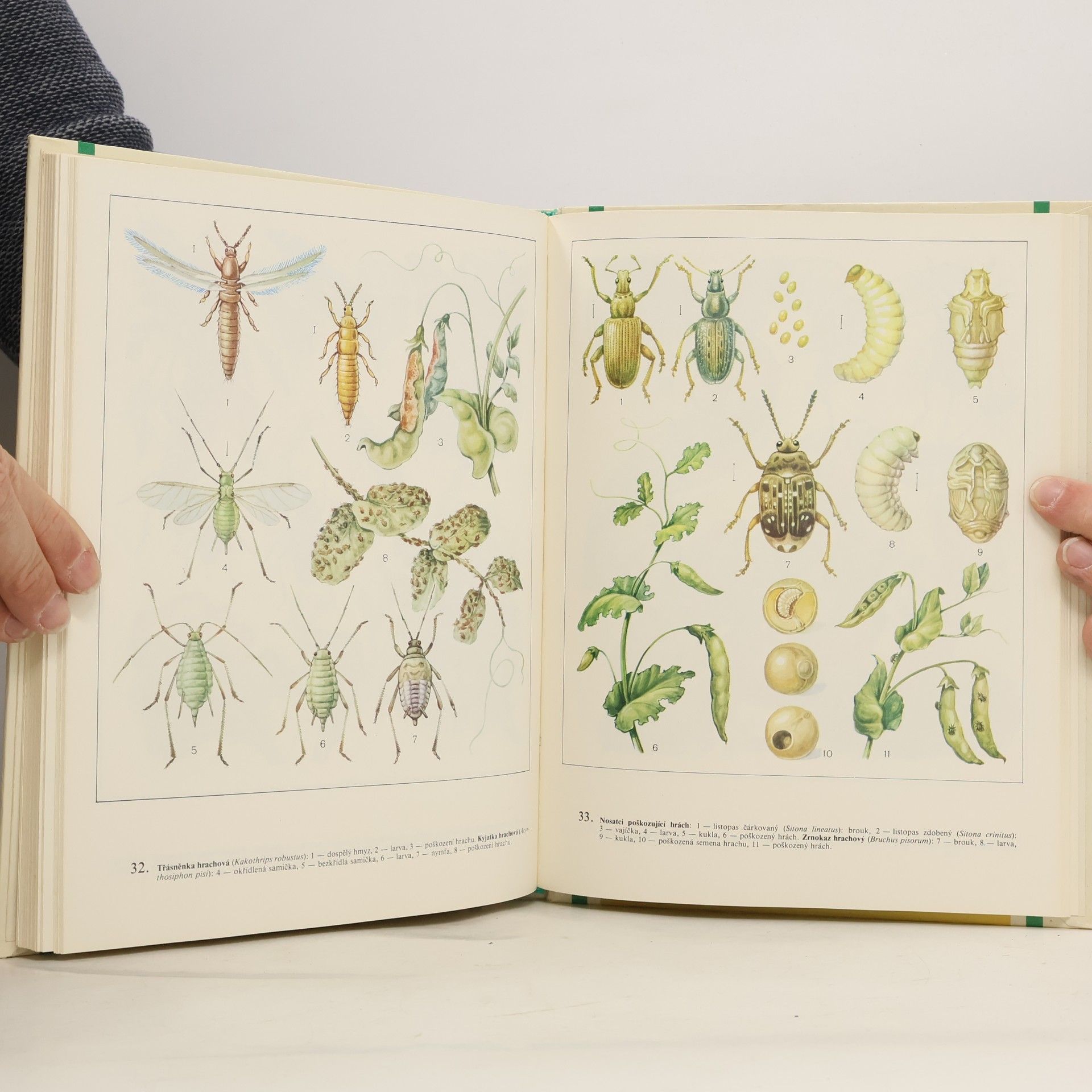 Autorenkollektiv Atlas škůdců a chorob zeleniny a bramboru