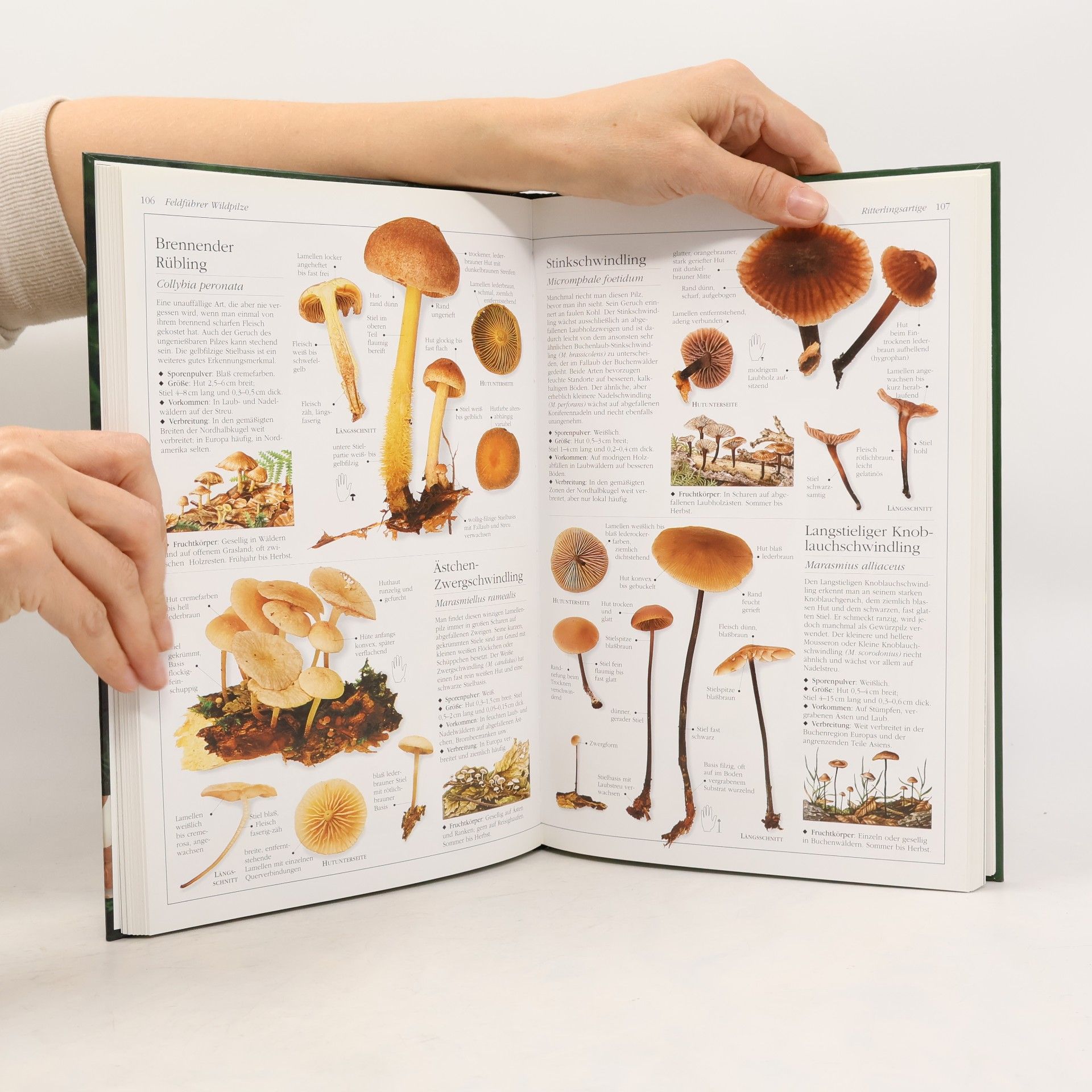 Thomas Laessoe Großes Handbuch der Pilze
