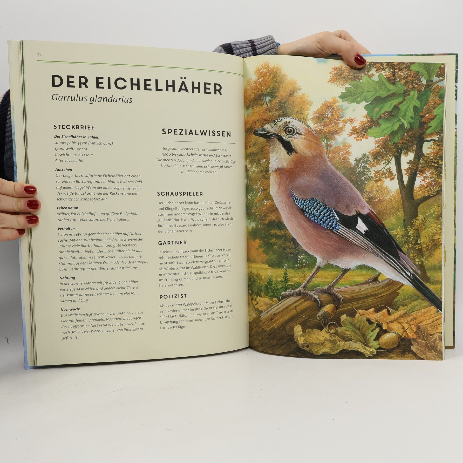 Holger Haag Lebensgroß - Tiere des Waldes