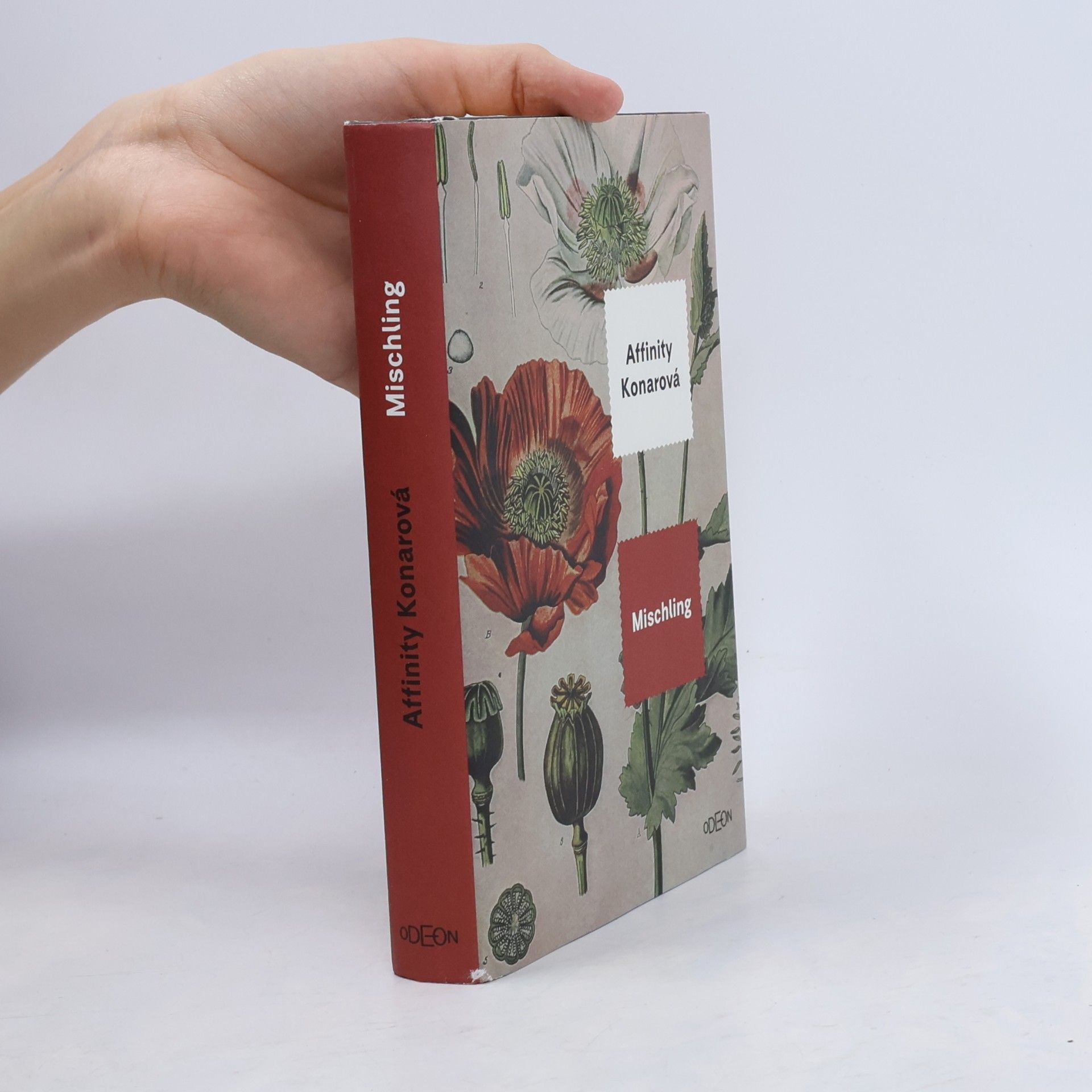 Affinity Konar Mischling