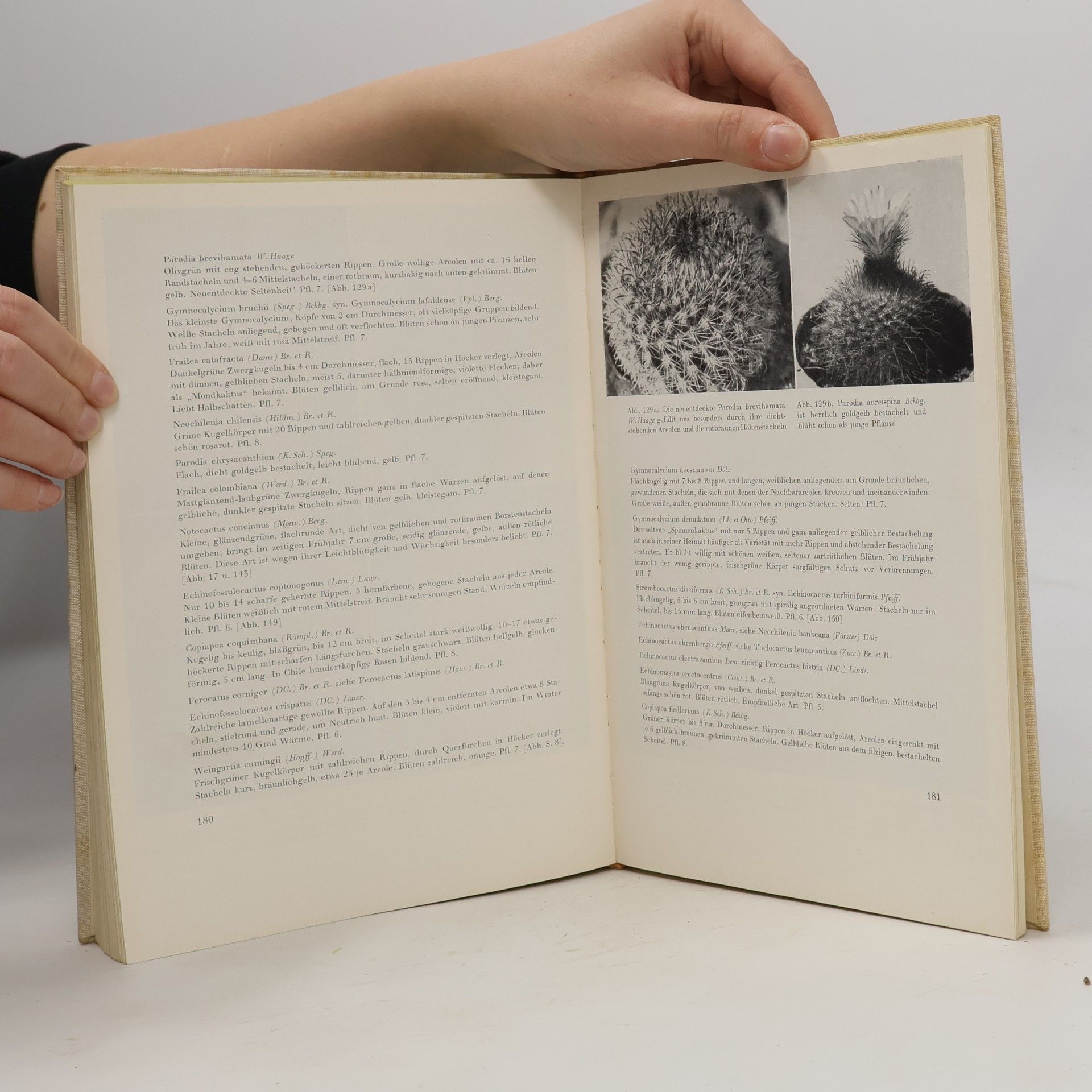 Walther Haage Freude mit Kakteen