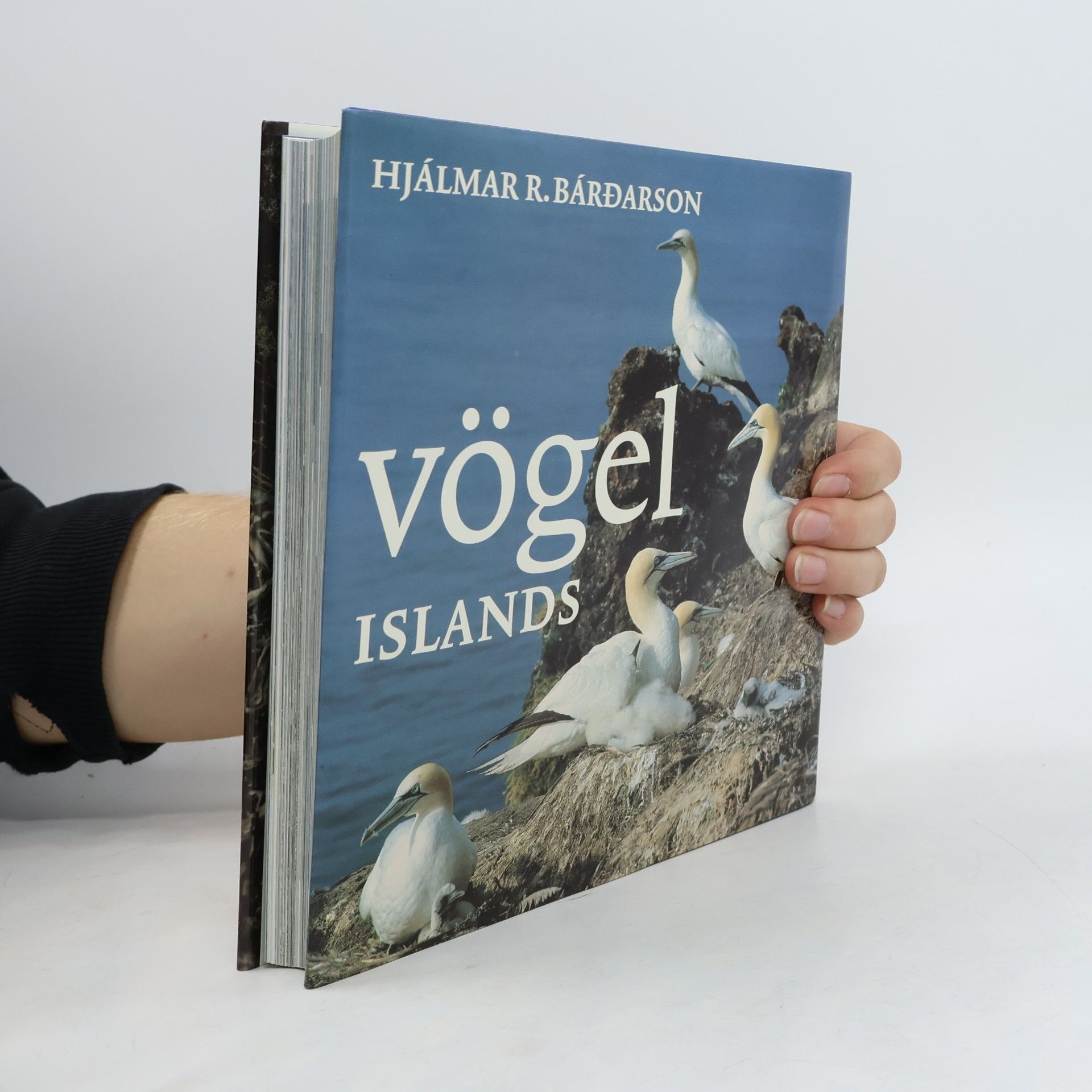 Hjálmar R. Bárdarson Vögel Islands
