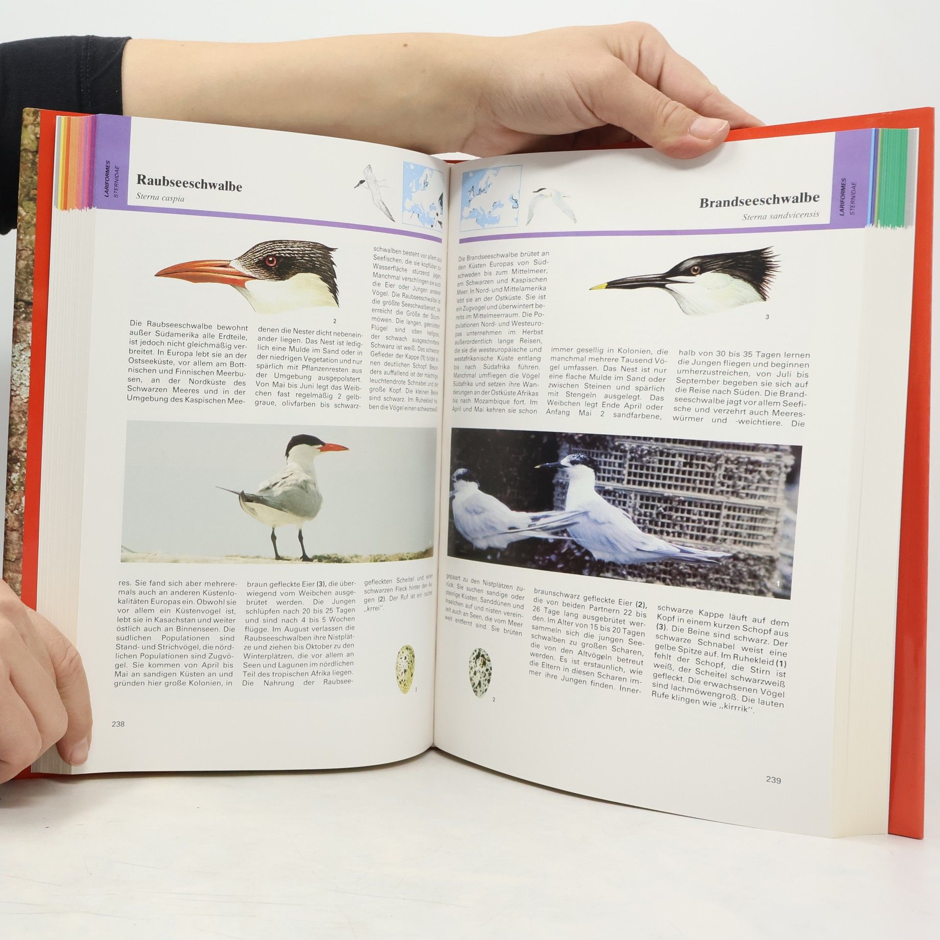 Karel Šťastný Vögel. Handbuch und Führer der Vögel Europas